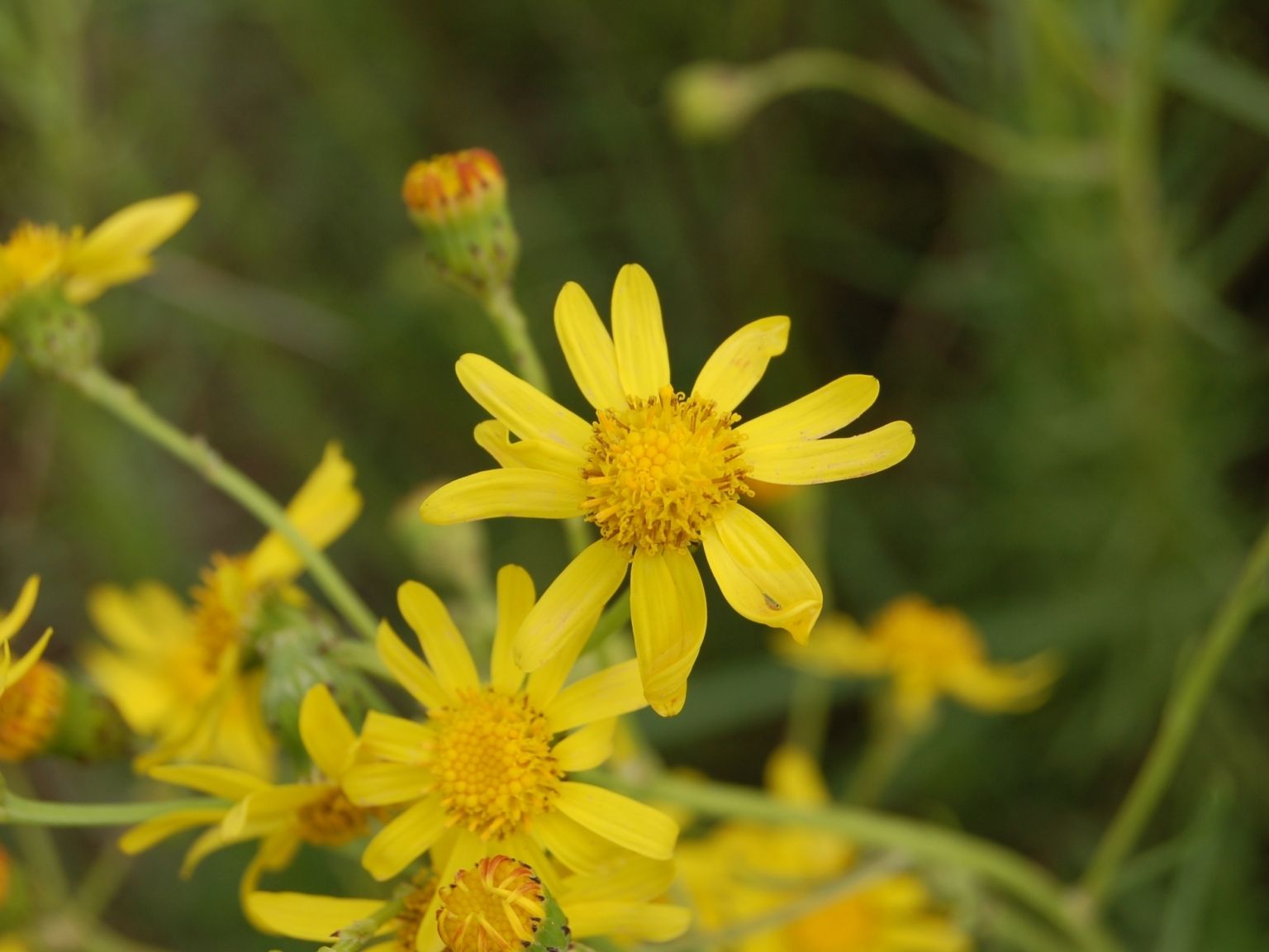 Senecio inaequidens
