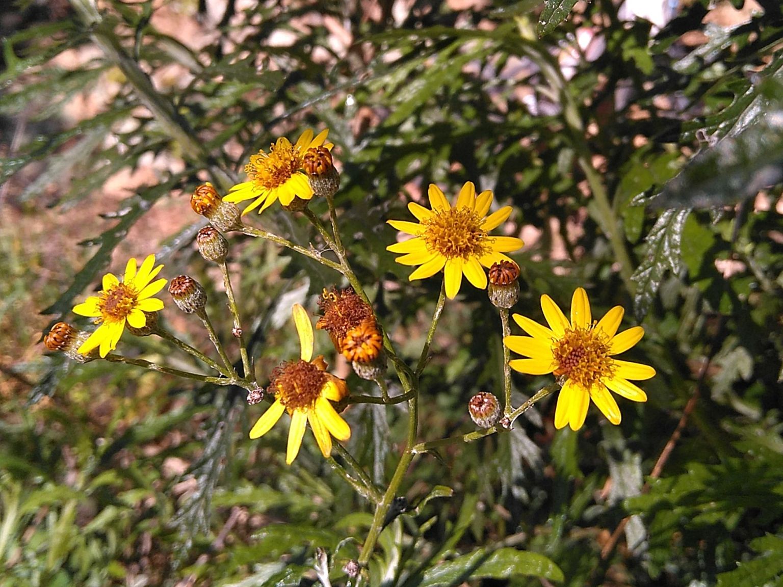 Senecio pterophorus
