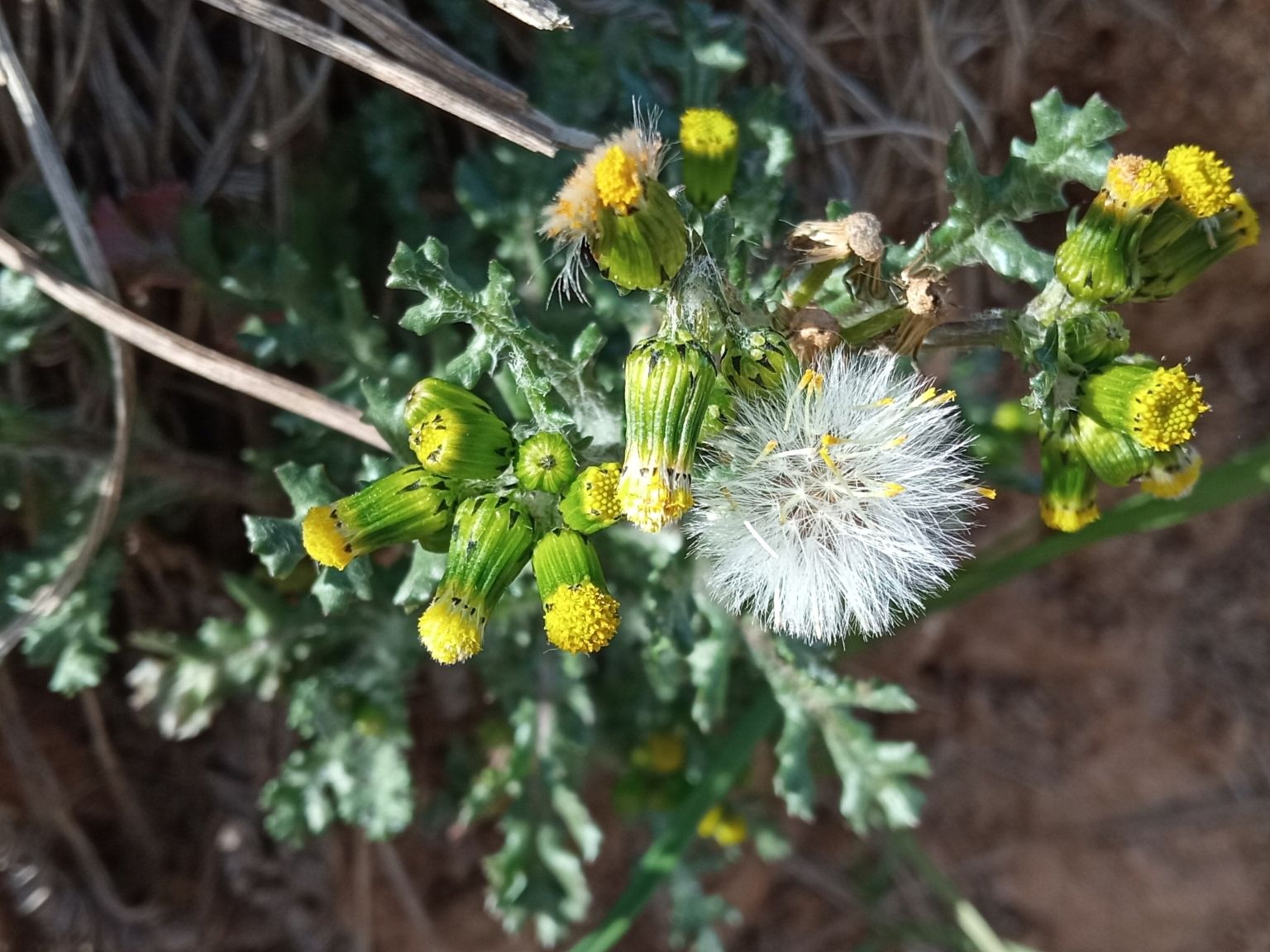 Senecio vulgaris