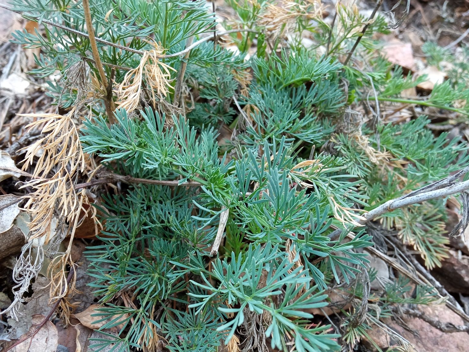 Seseli montanum montanum