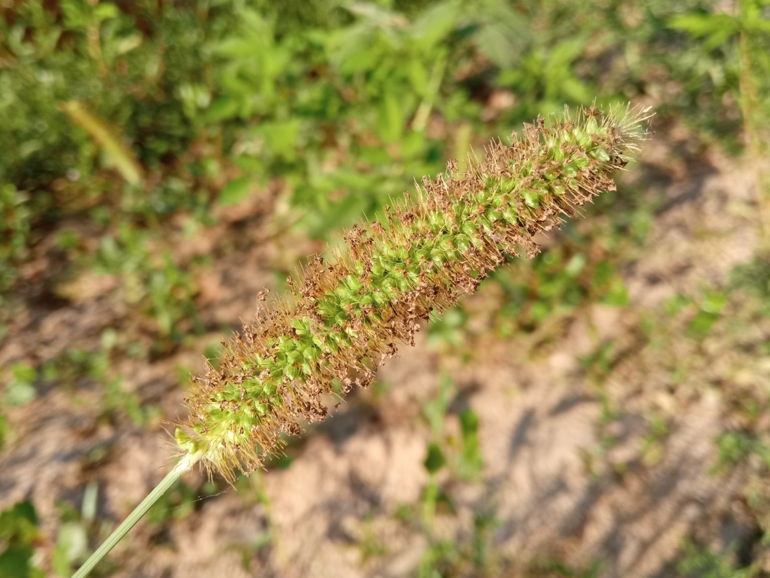 Setaria pumila