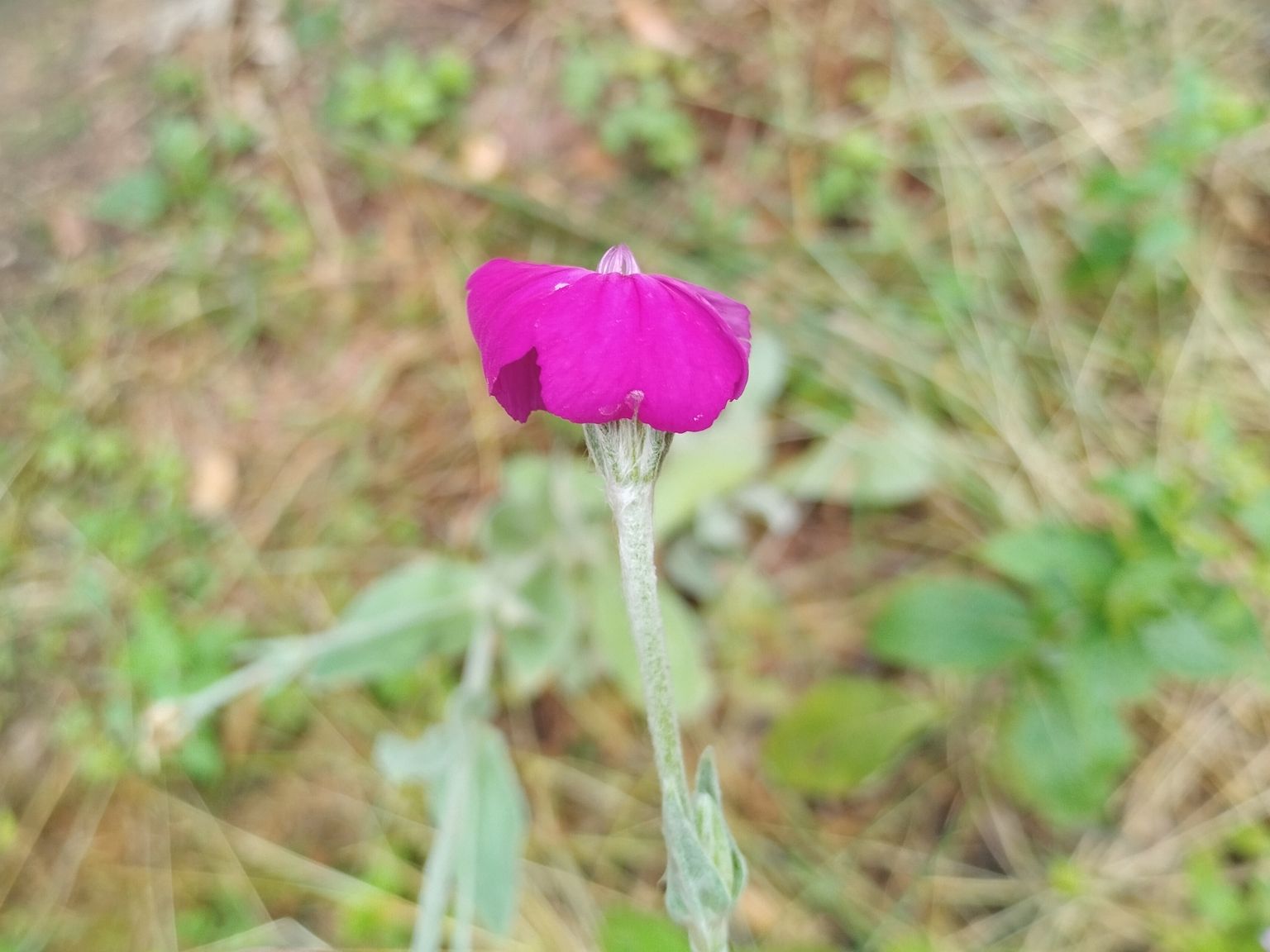 Silene coronaria