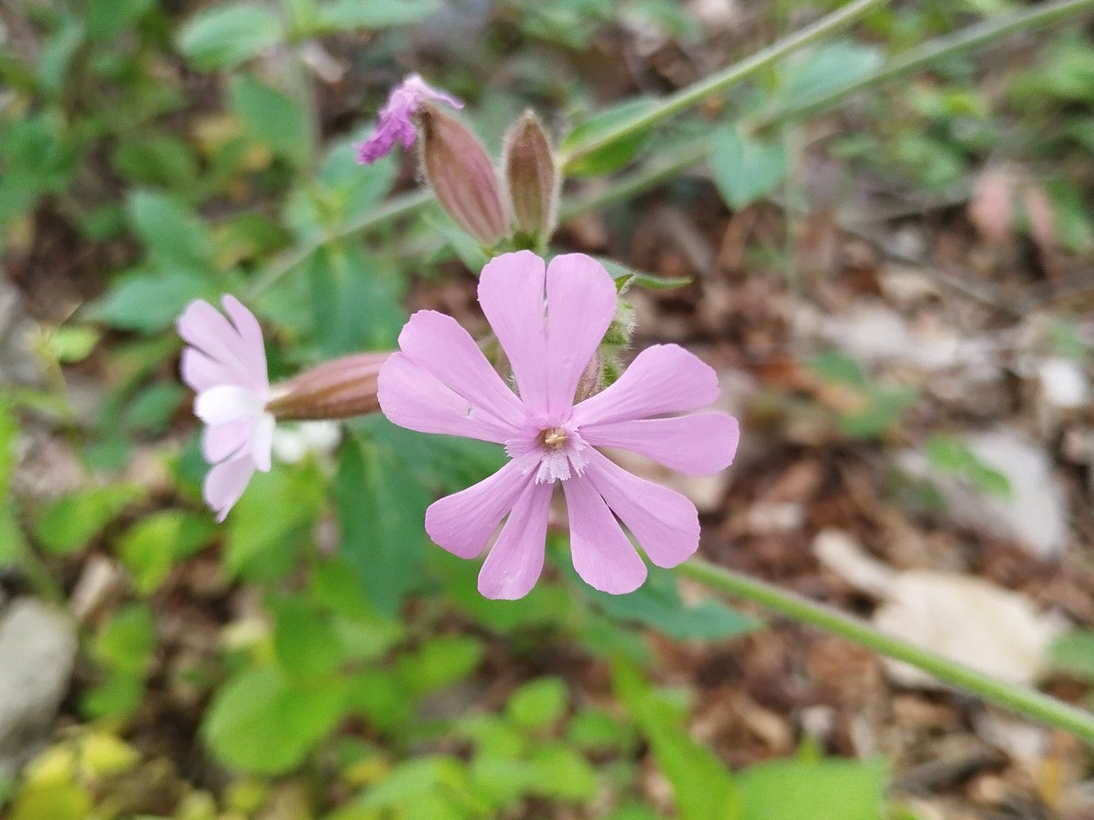 Silene dioica