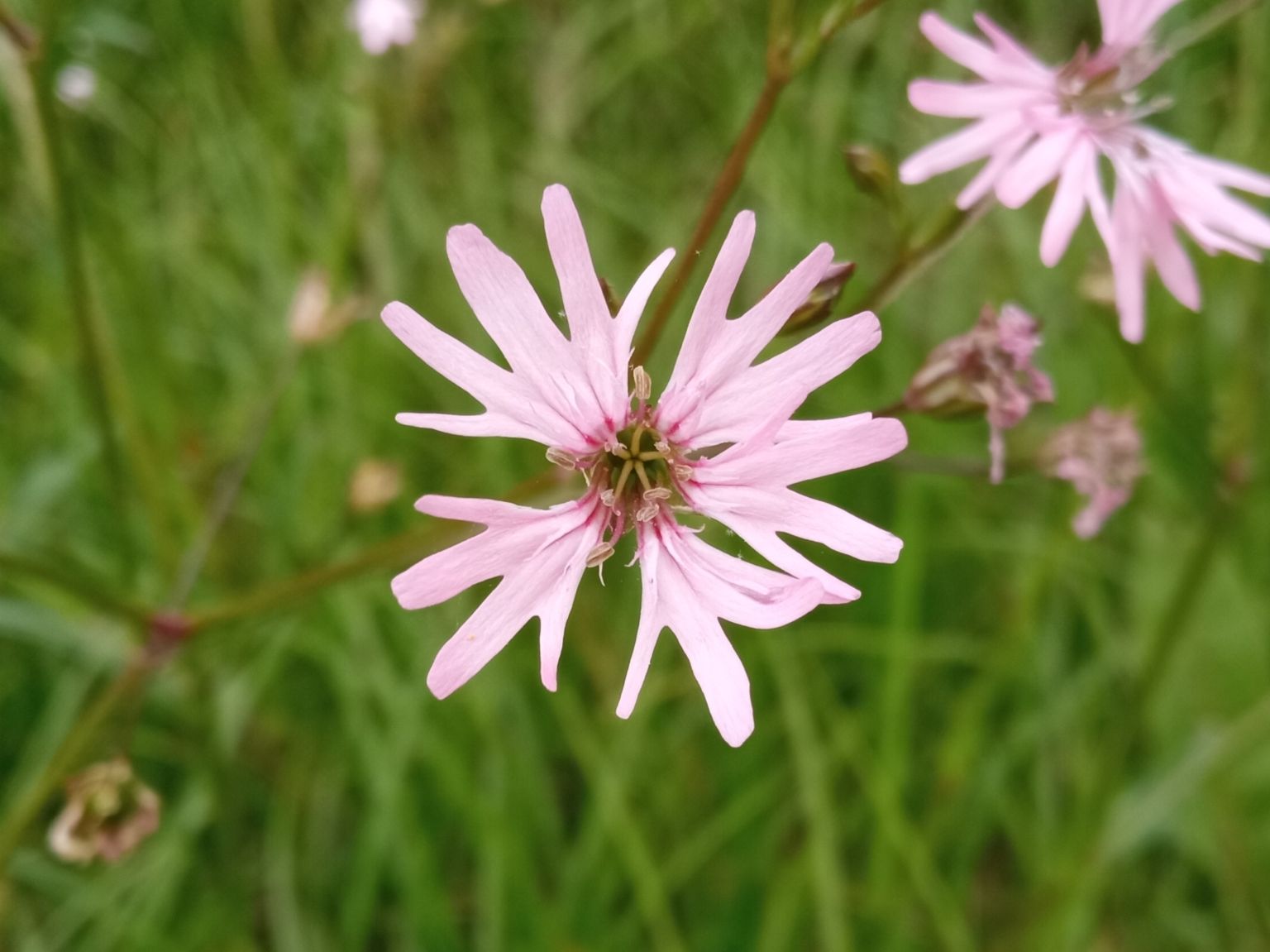Silene flos-cuculi flos-cuculi