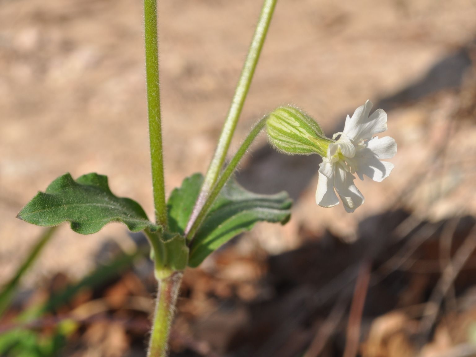 Silene latifolia