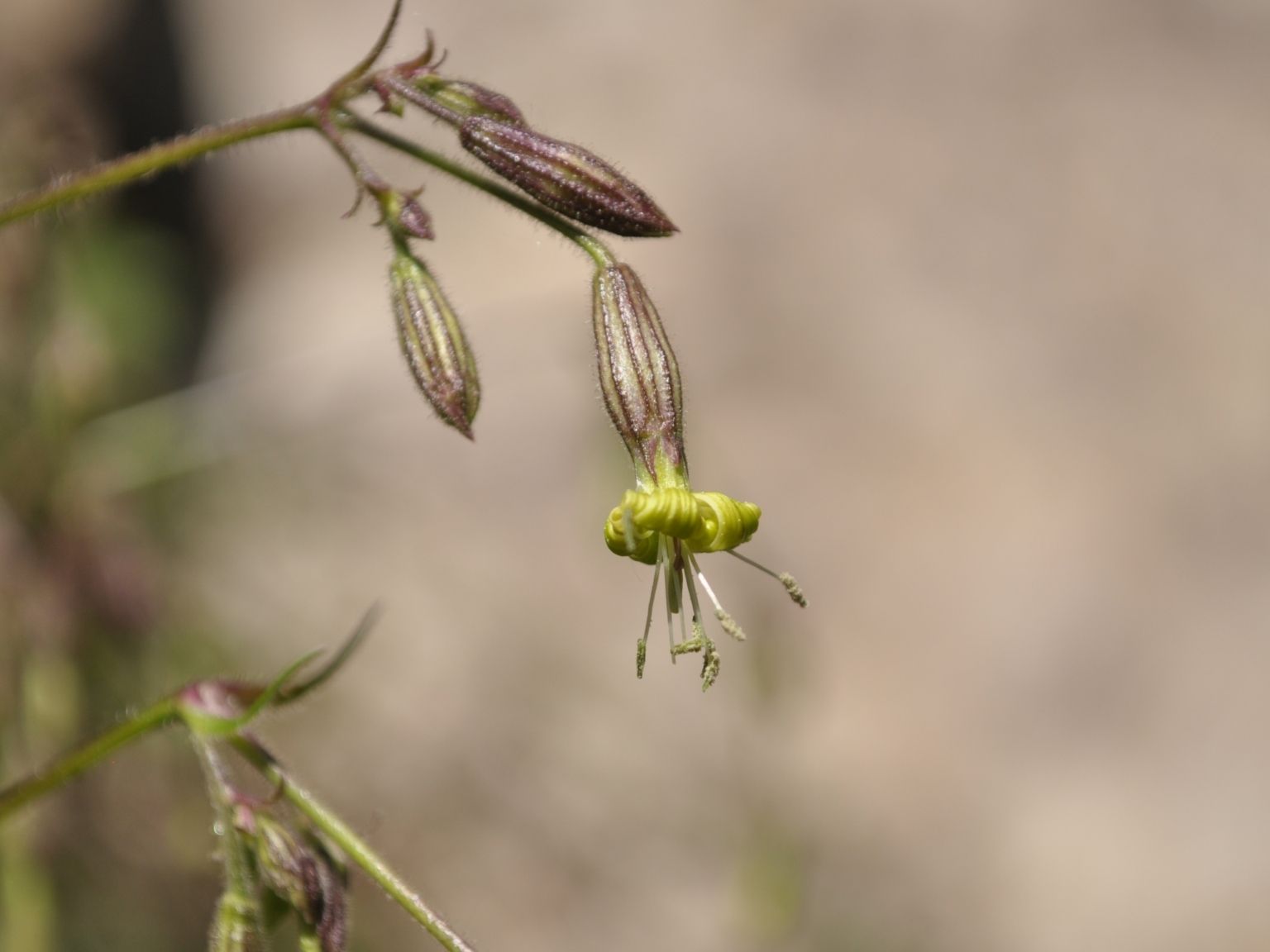 Silene nutans nutans