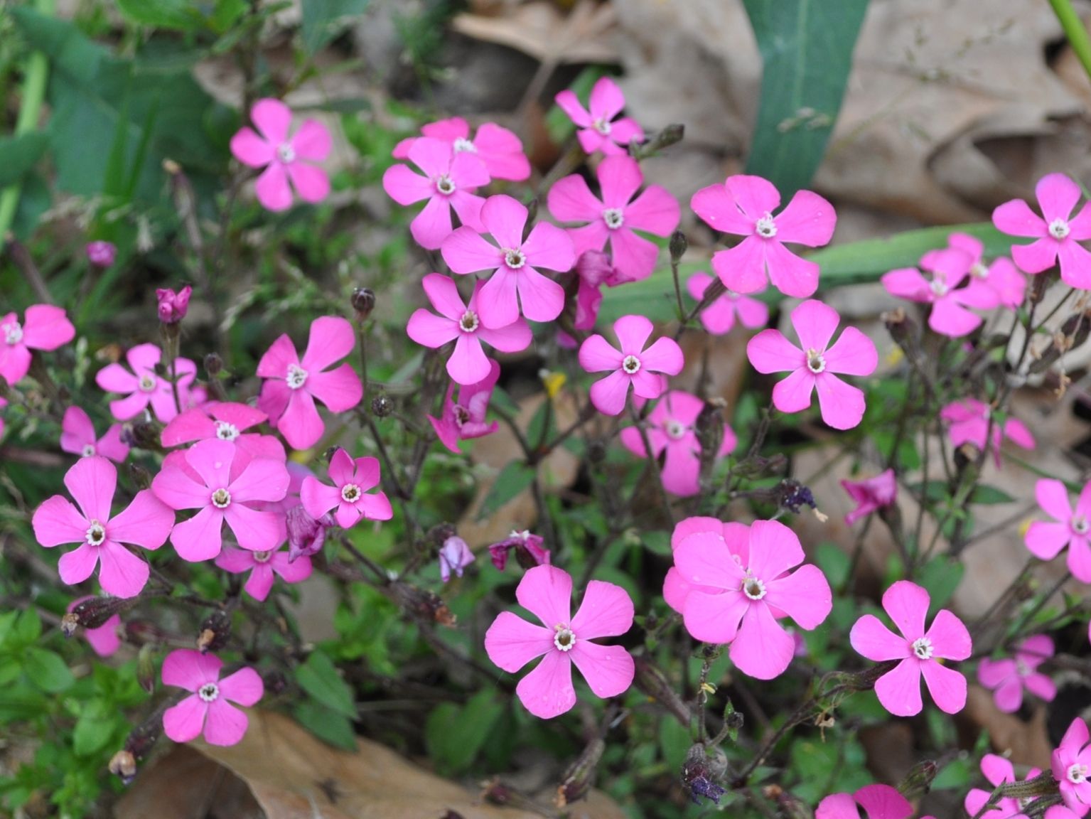 Silene pseudoatocion