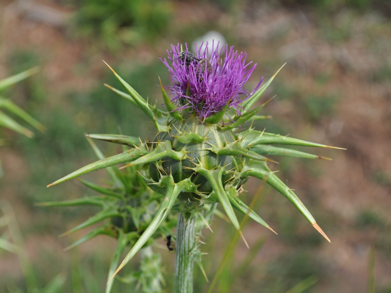 Silybum marianum