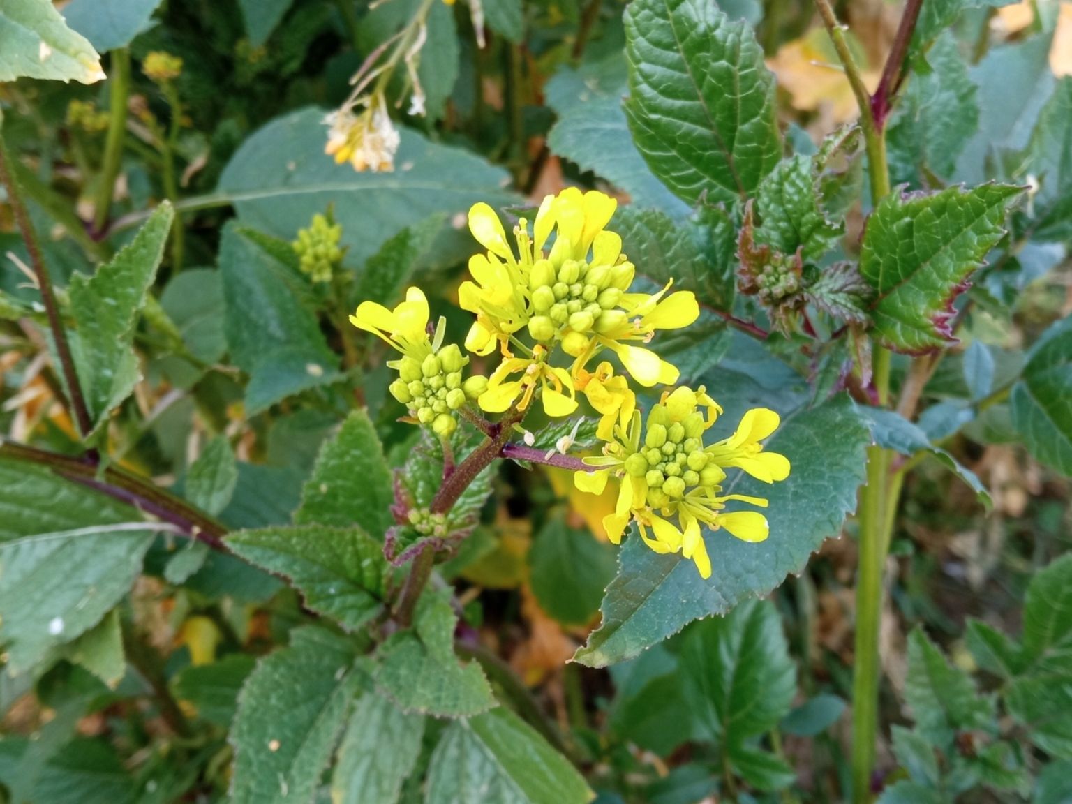 Sinapis arvensis arvensis