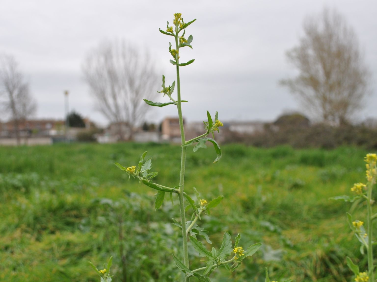 Sisymbrium officinale
