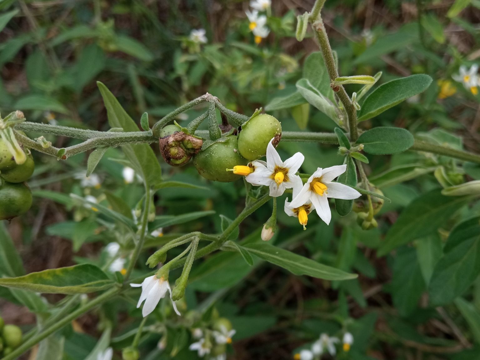 Solanum chenopodioides