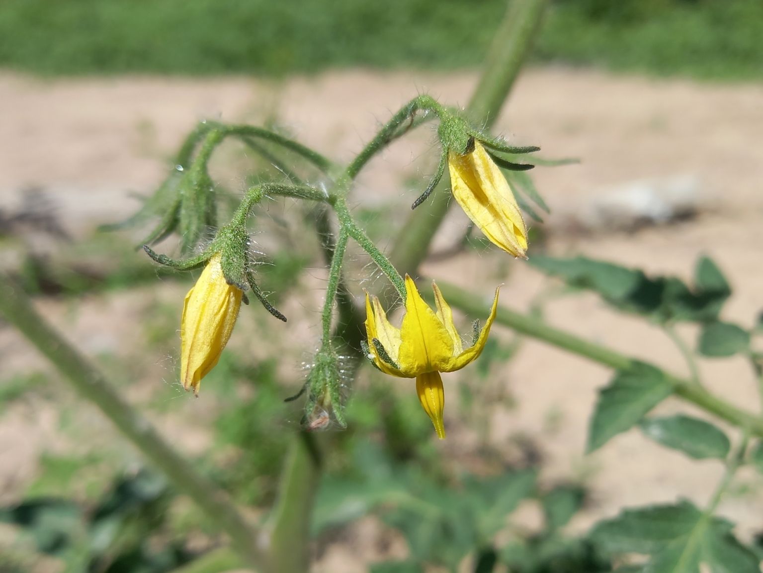 Solanum lycopersicum