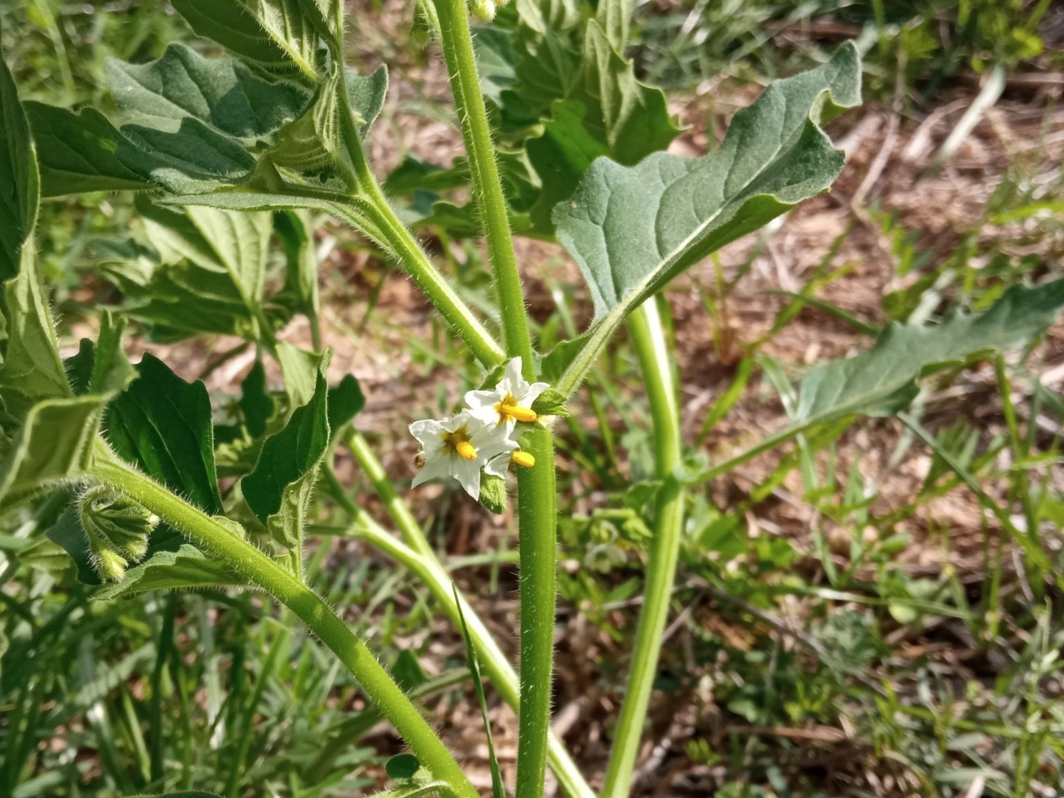 Solanum nitidibaccatum