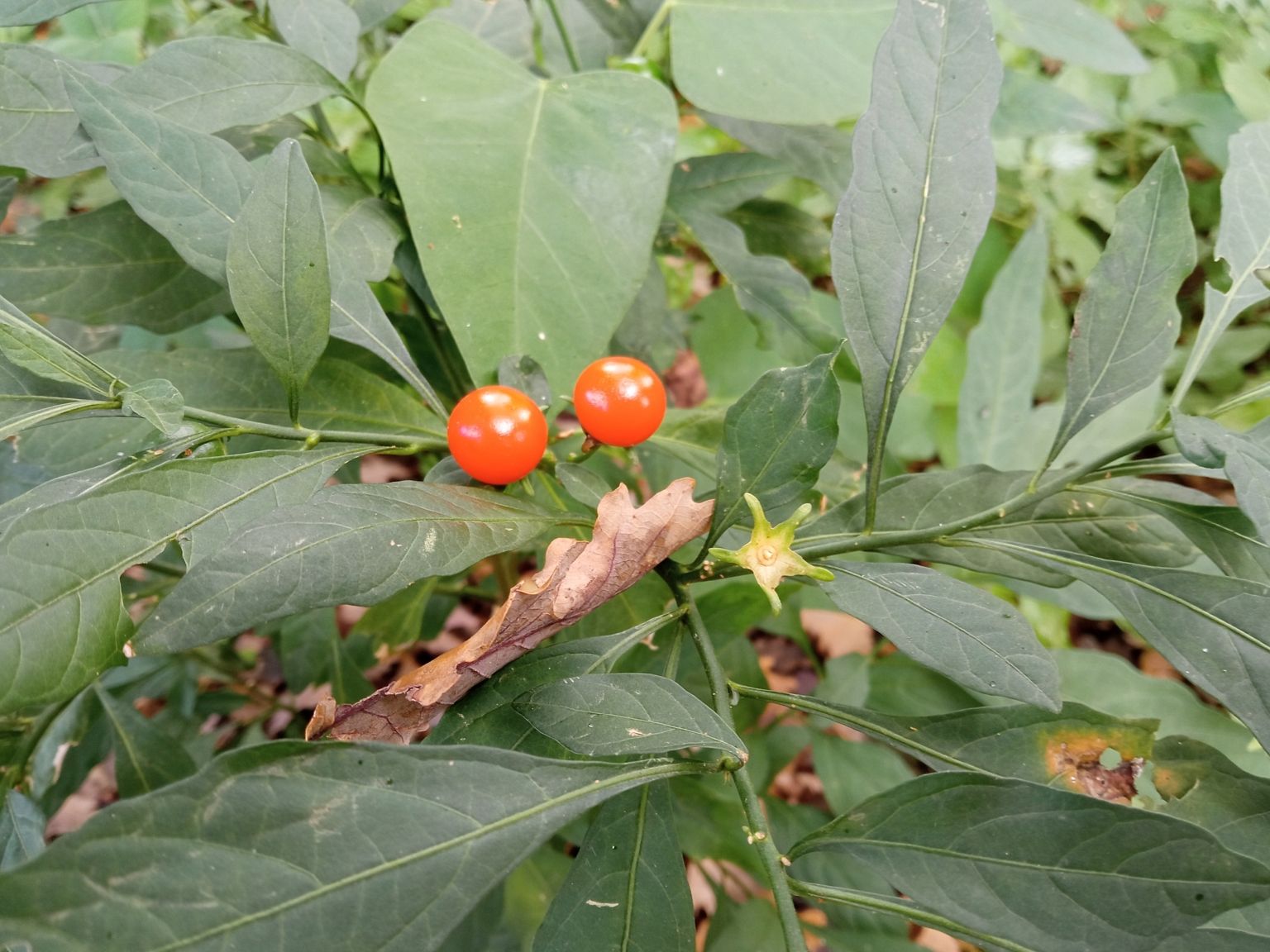 Solanum pseudocapsicum