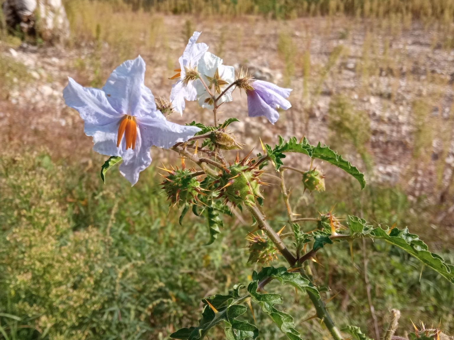Solanum sisymbriifolium