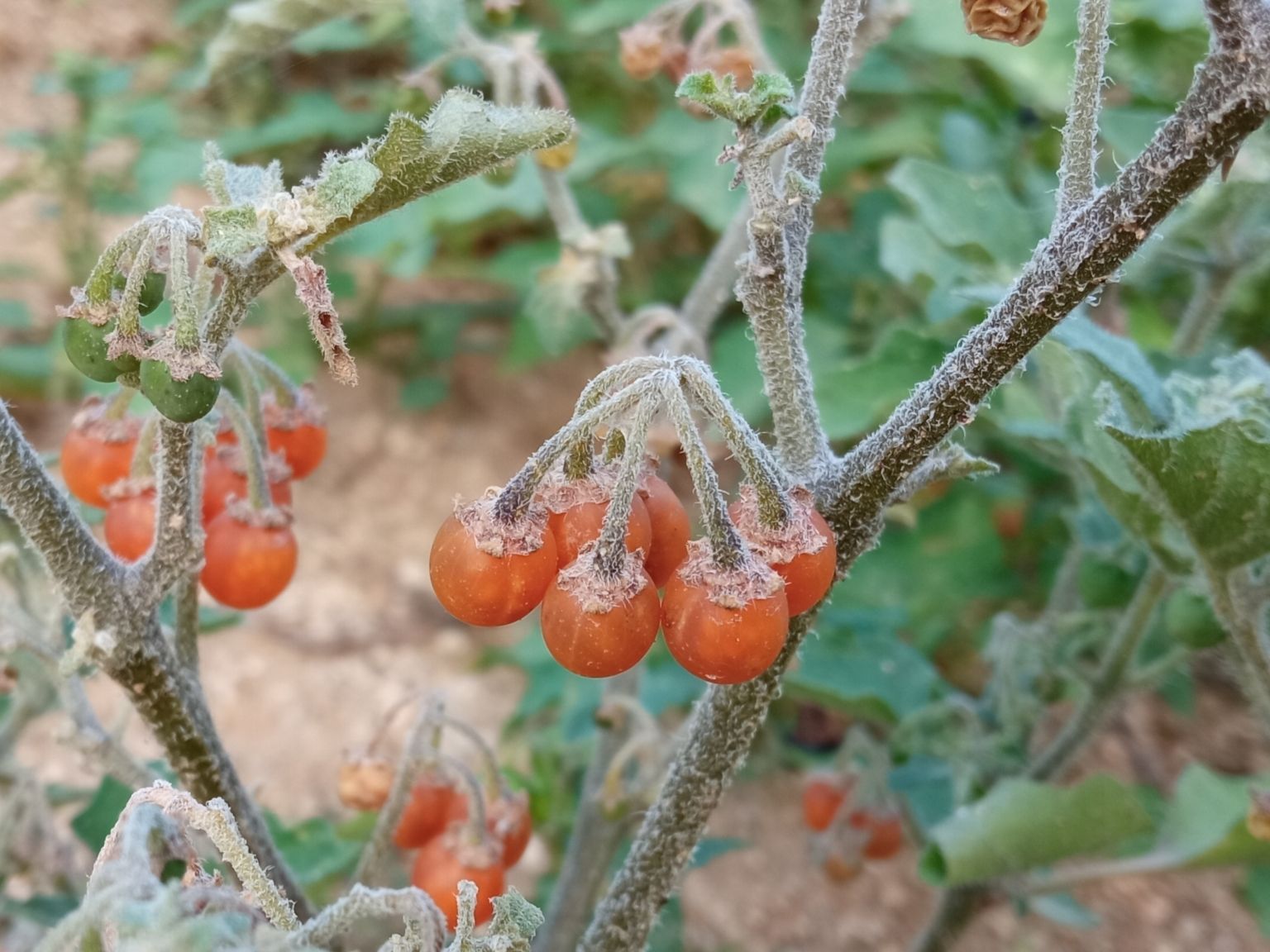 Solanum villosum