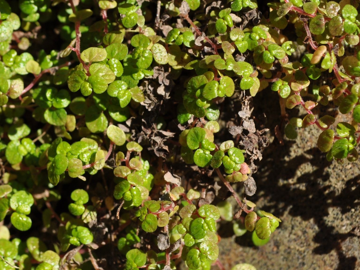 Soleirolia soleirolii
