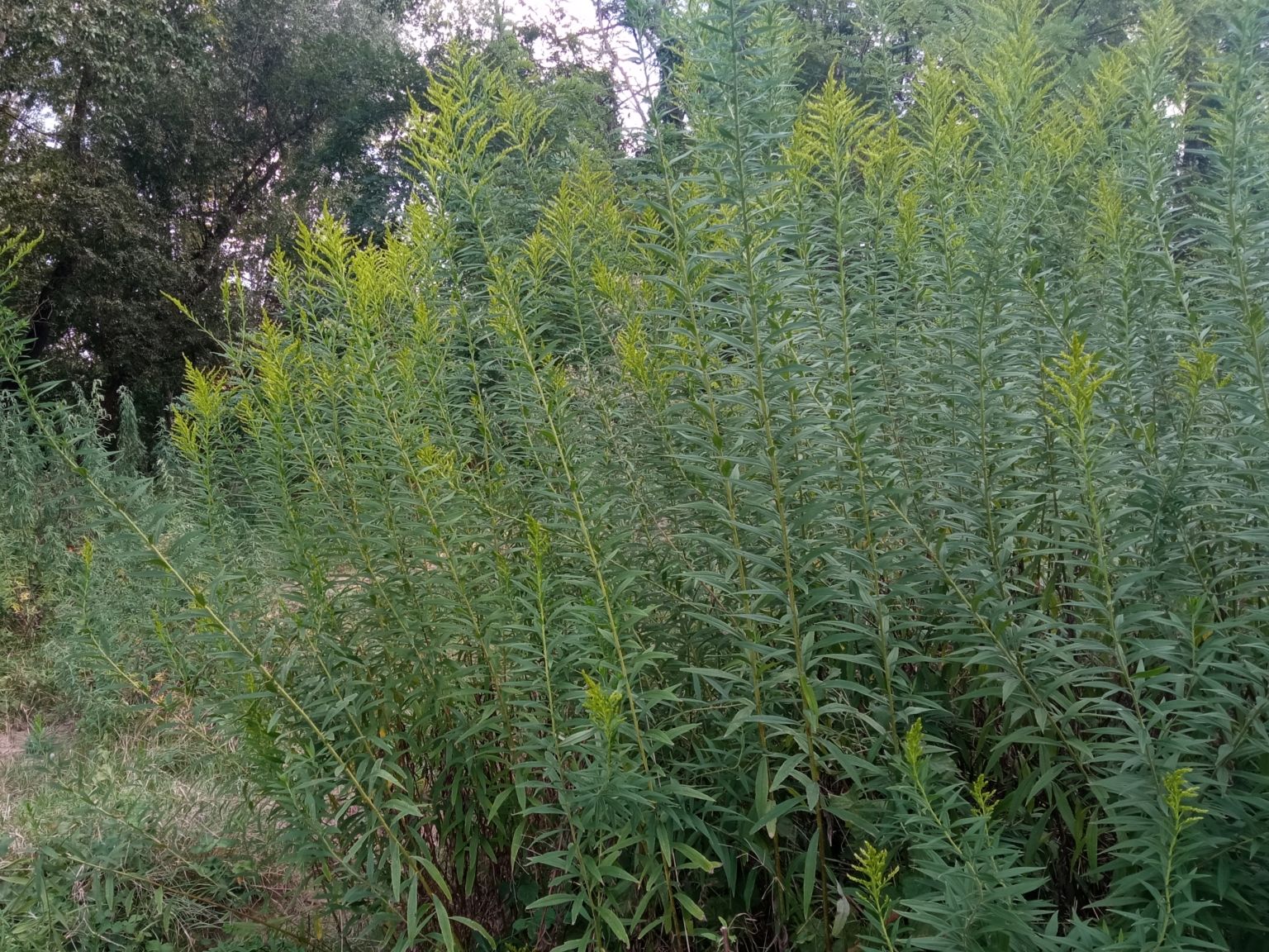 Solidago altissima altissima