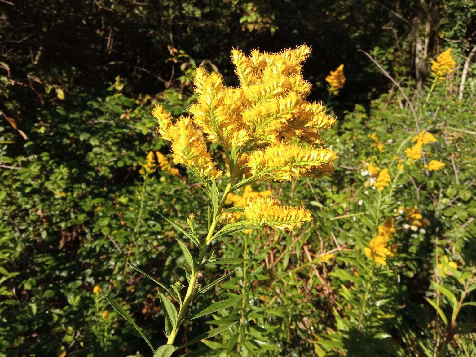 Solidago canadensis