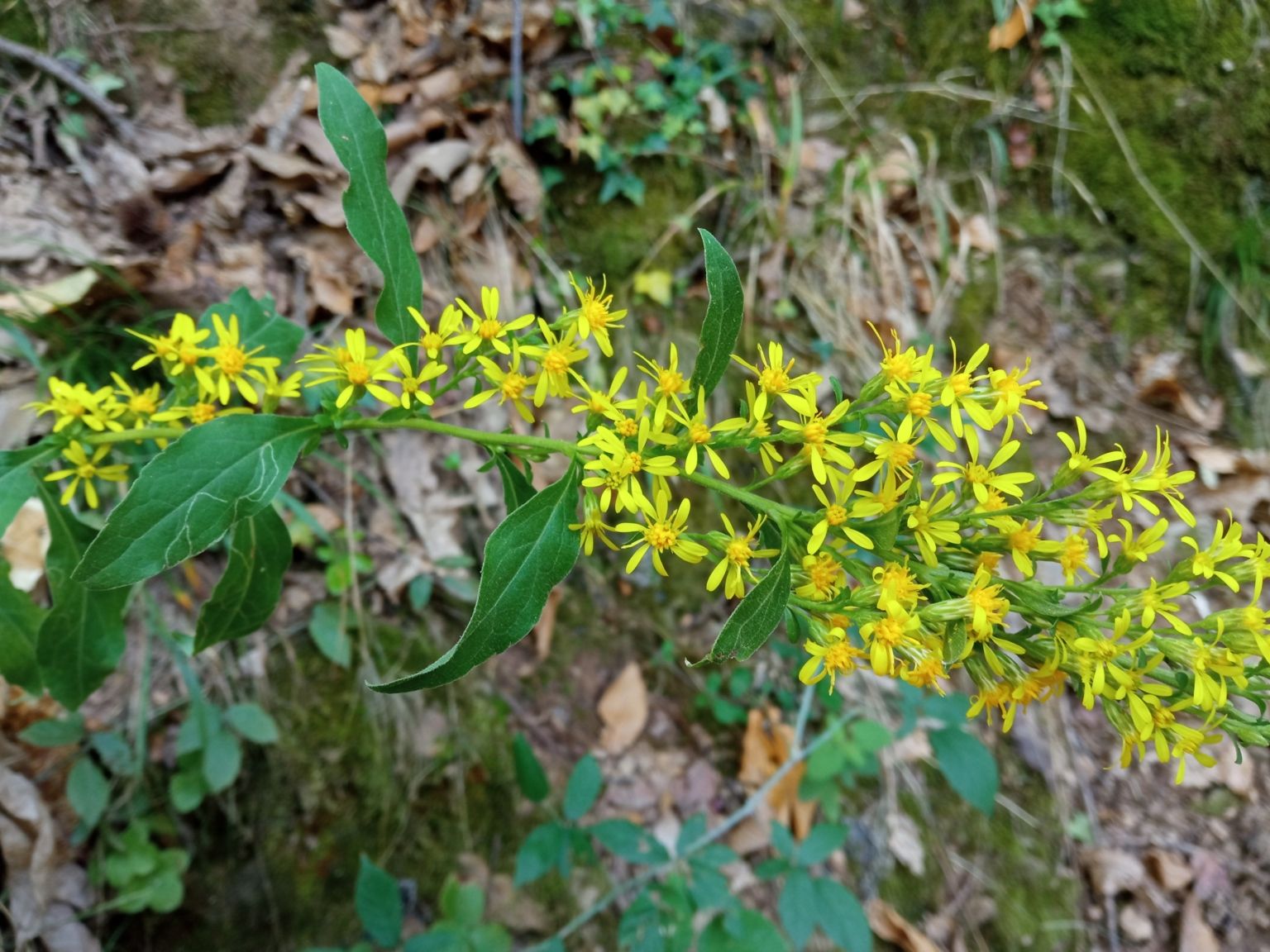 Solidago virgaurea