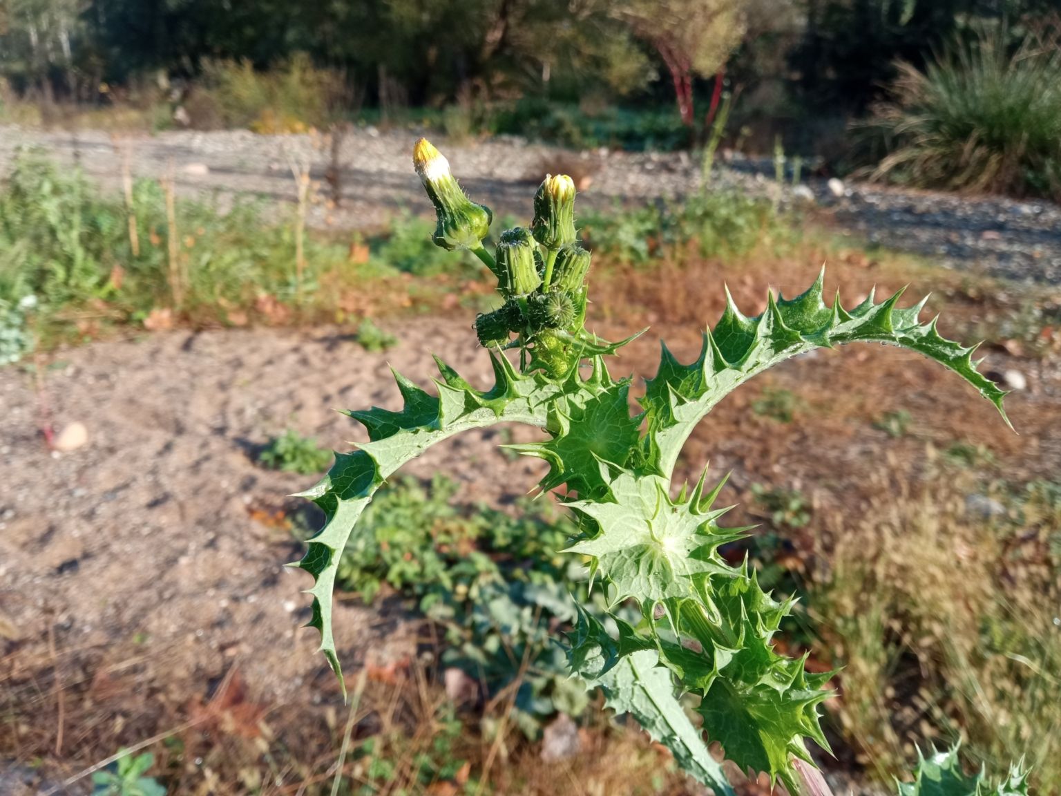 Sonchus asper asper