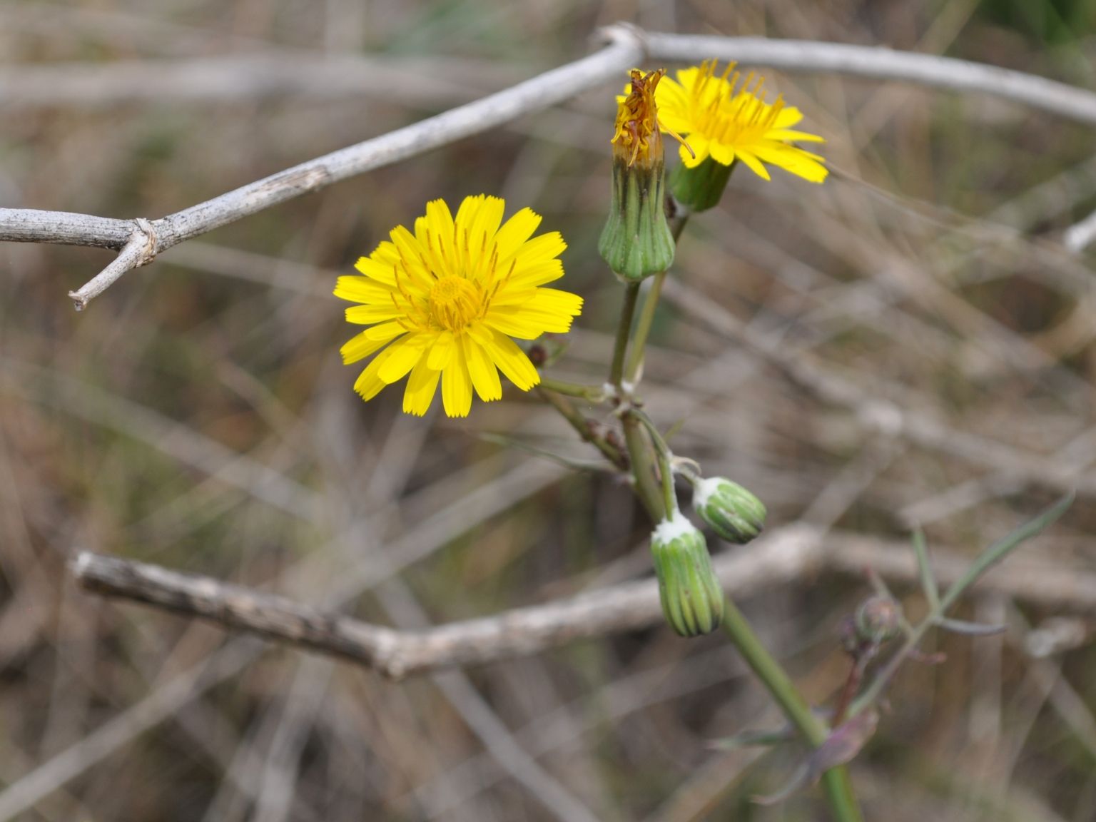 Sonchus tenerrimus