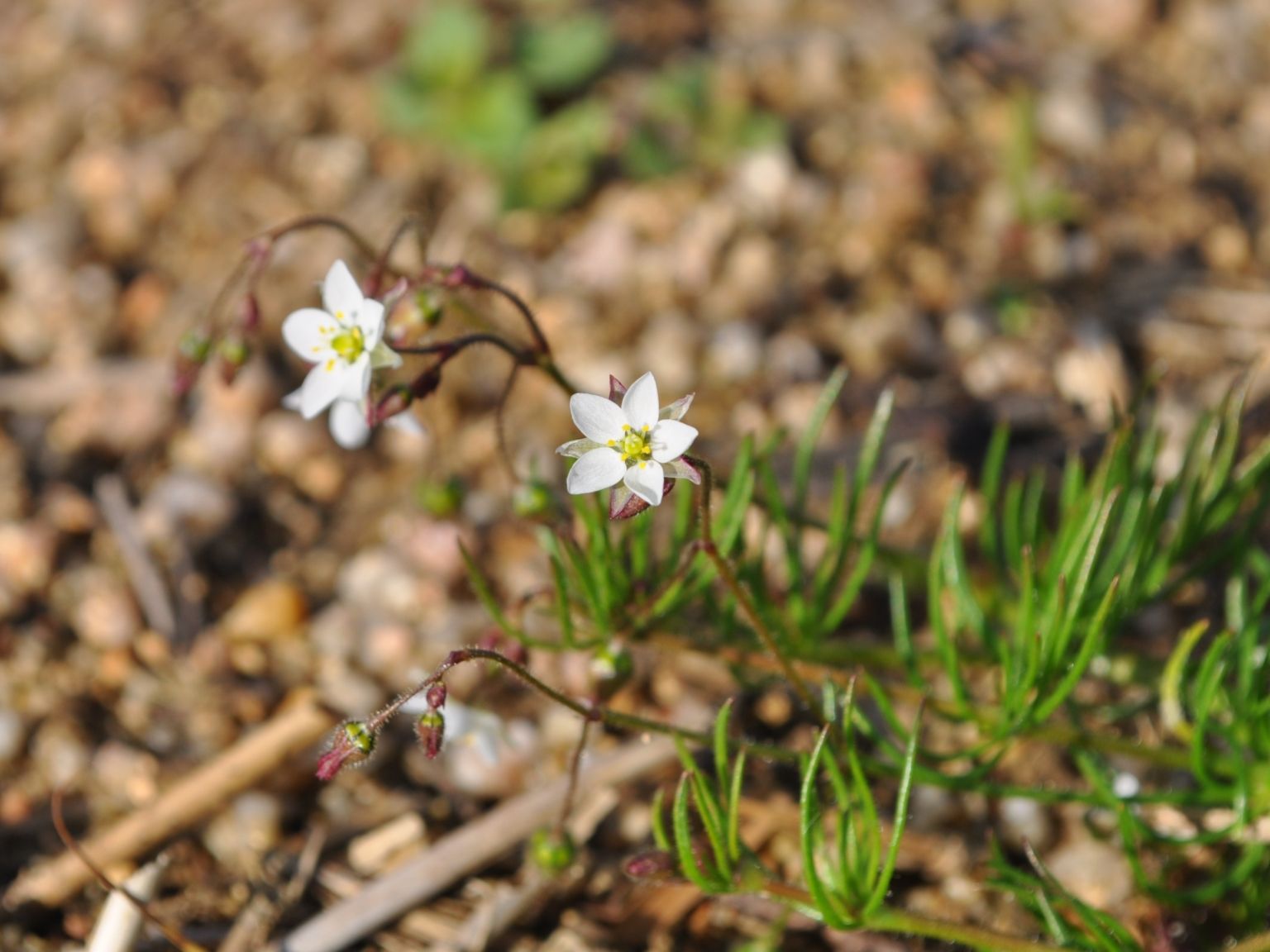 Spergula arvensis