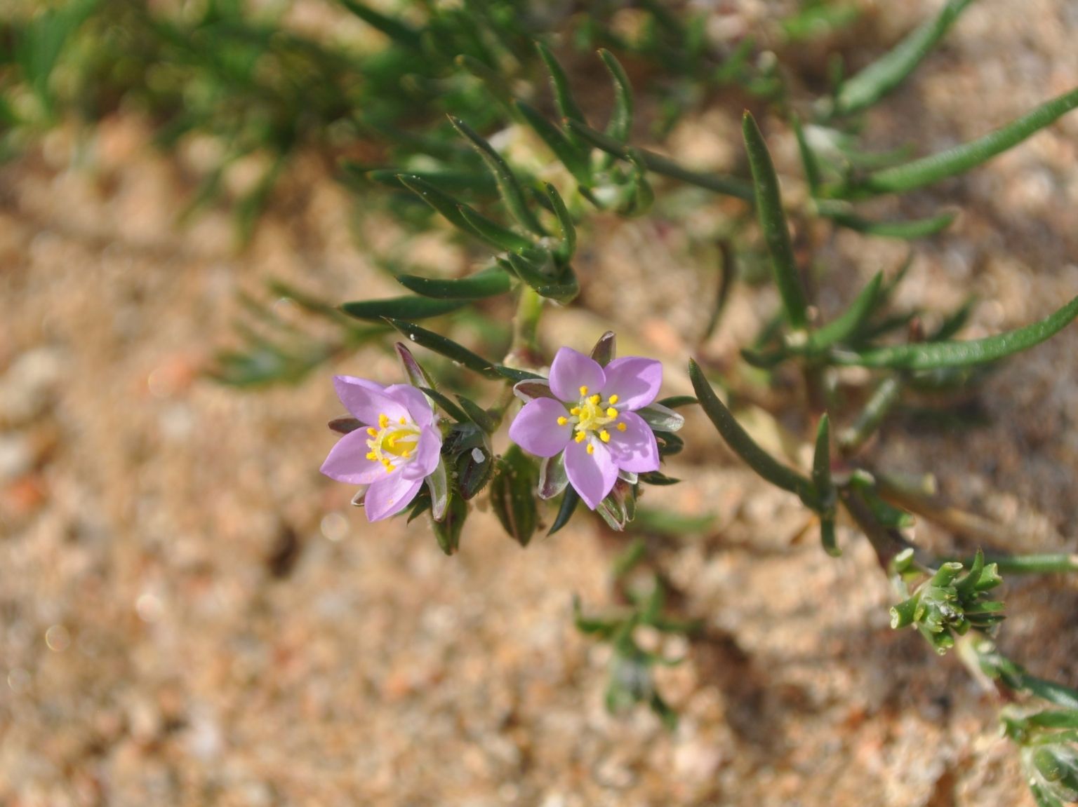 Spergularia nicaeensis