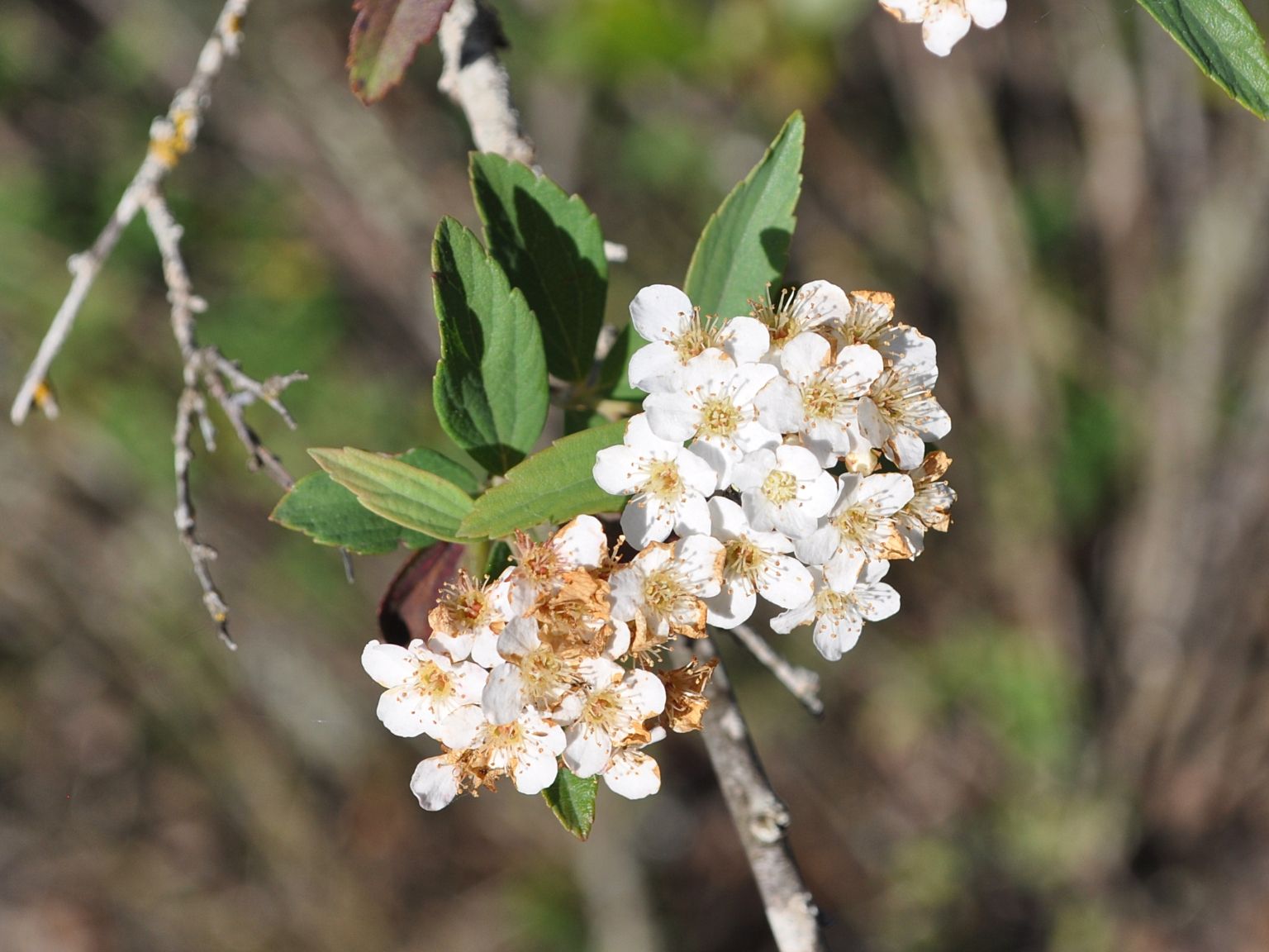 Spiraea cantoniensis
