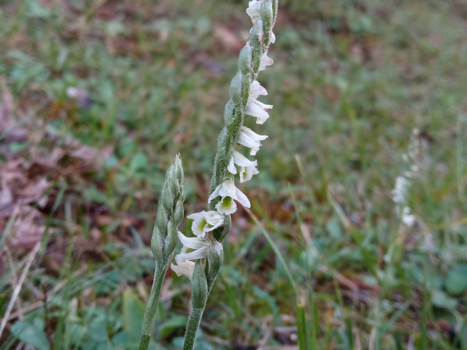 Spiranthes spiralis