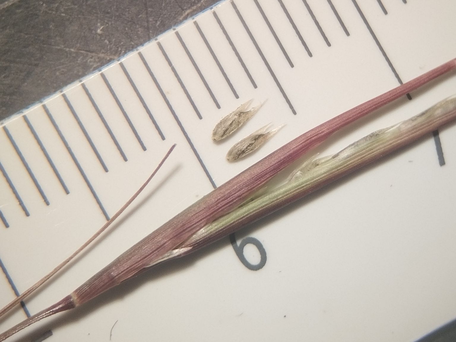 Sporobolus vaginiflorus