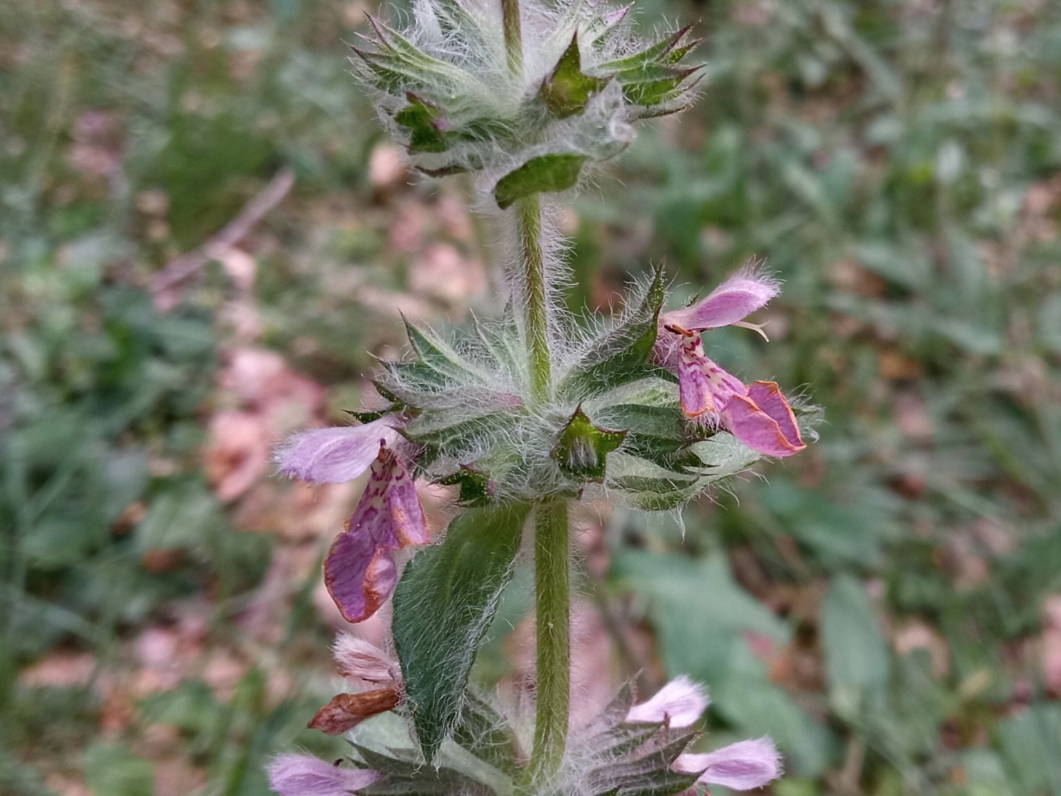 Stachys heraclea