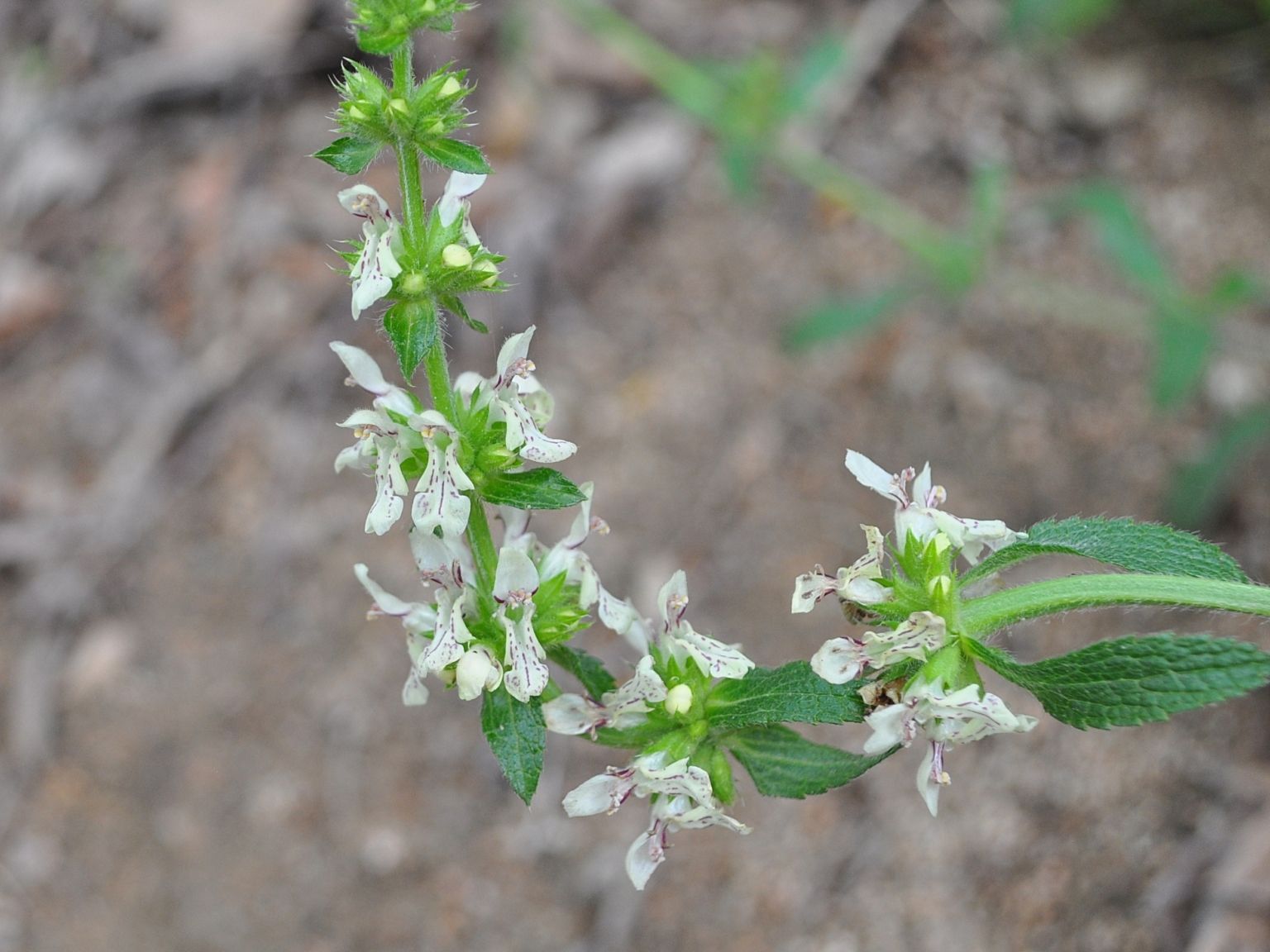 Stachys recta