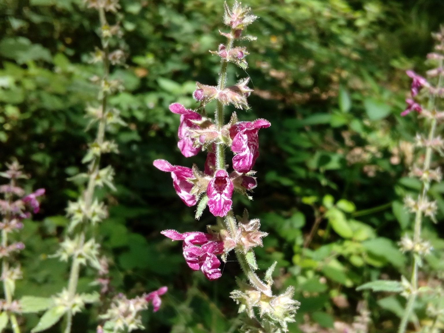 Stachys sylvatica