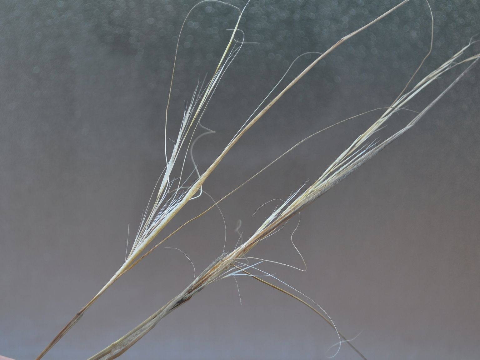 Stipa capillata