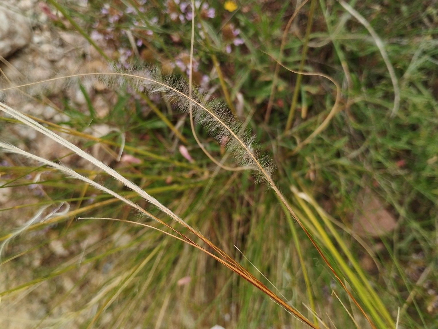 Stipa iberica