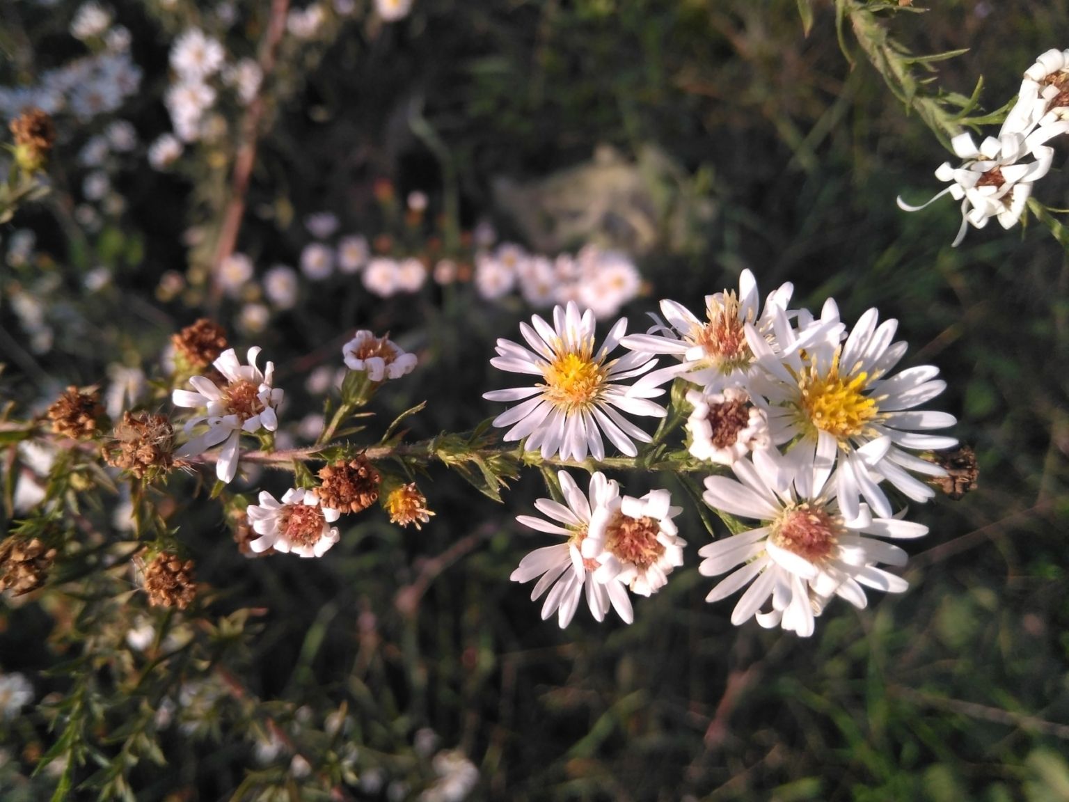 Symphyotrichum pilosum