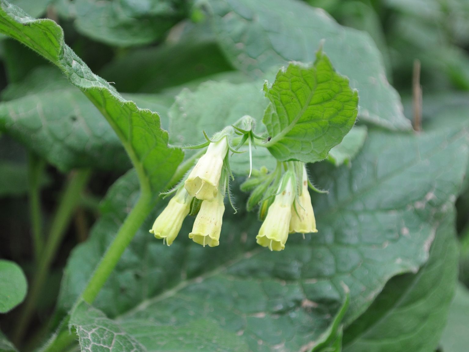 Symphytum tuberosum tuberosum