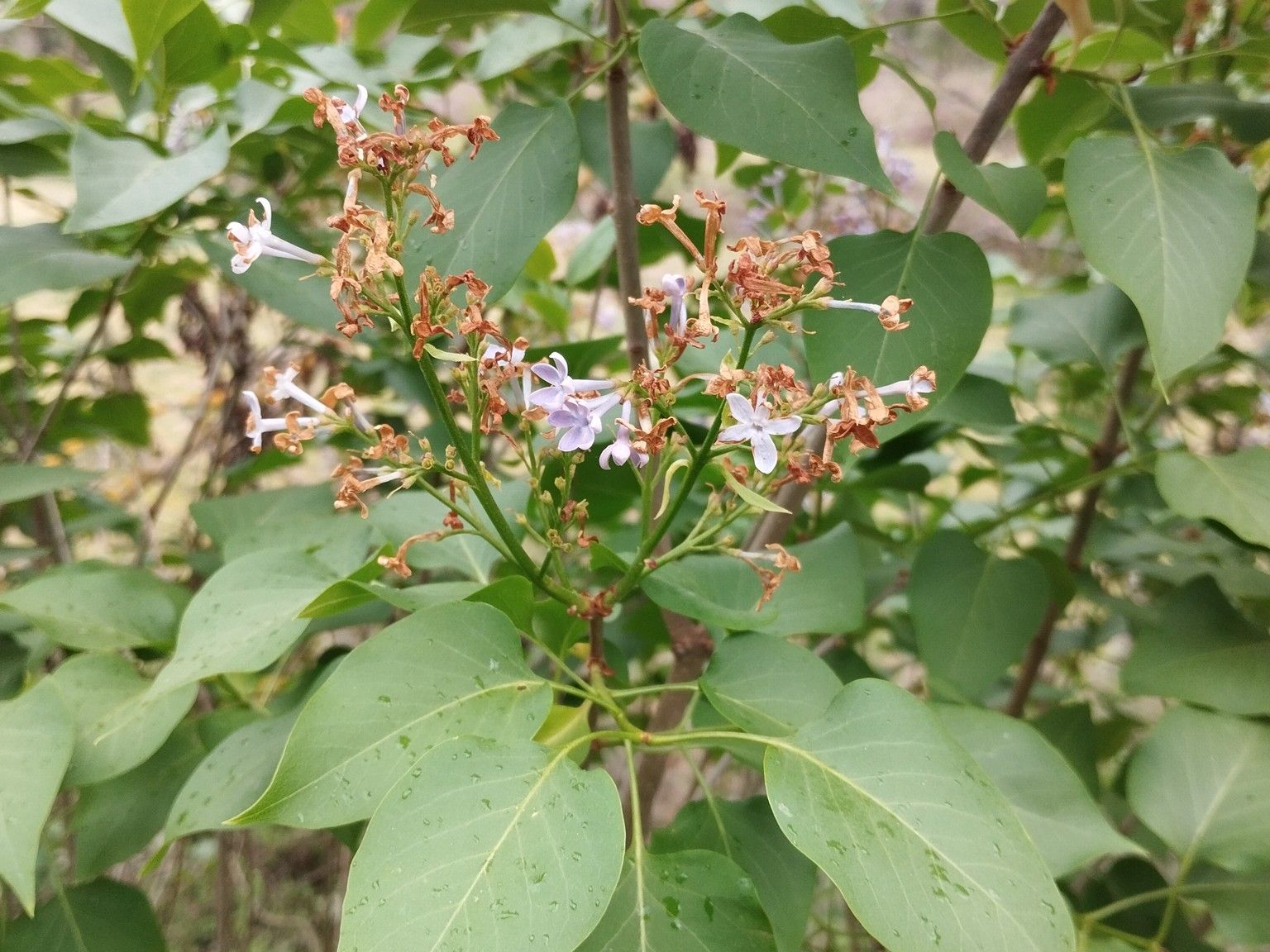 Syringa vulgaris