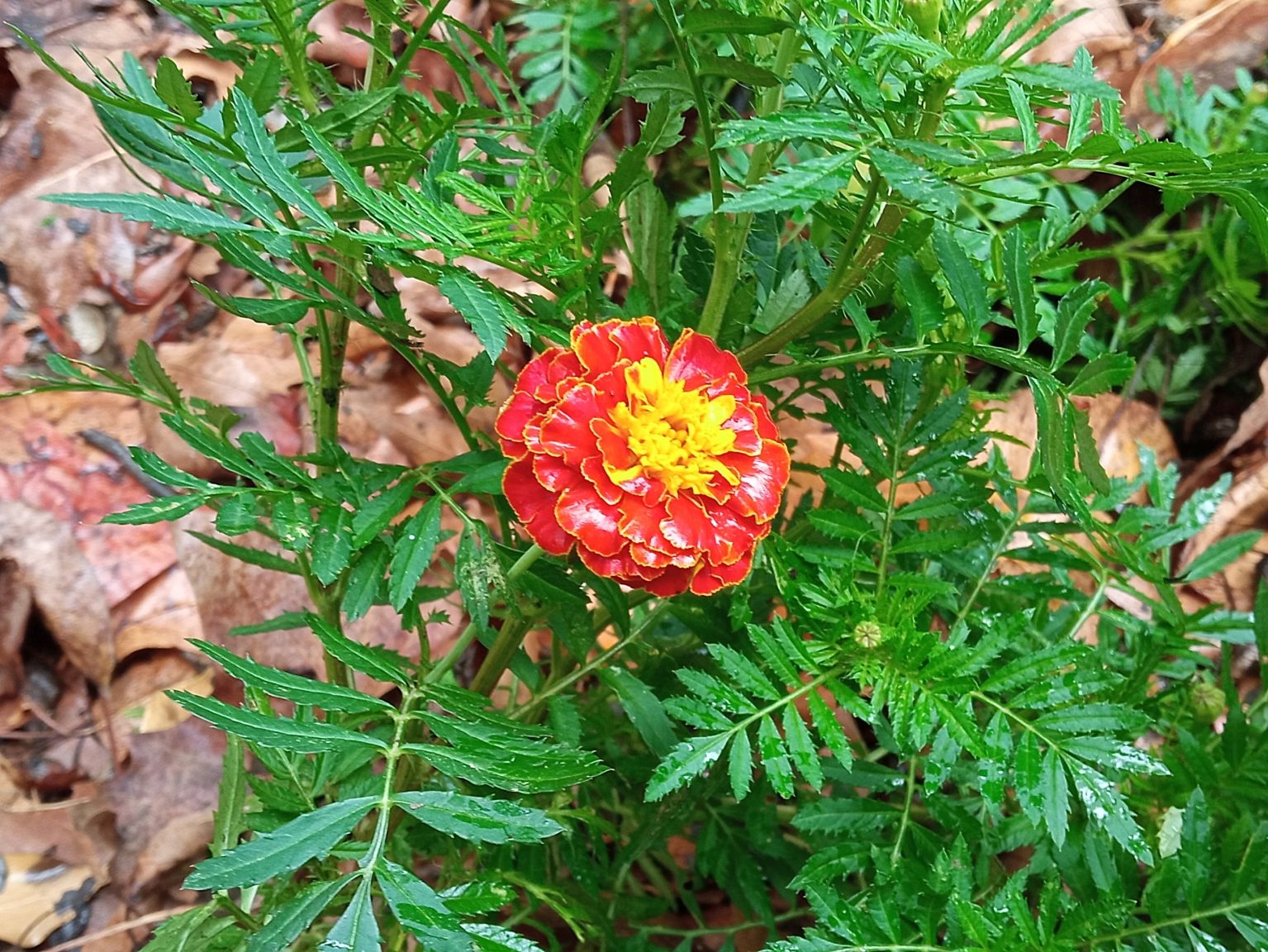 Tagetes erecta