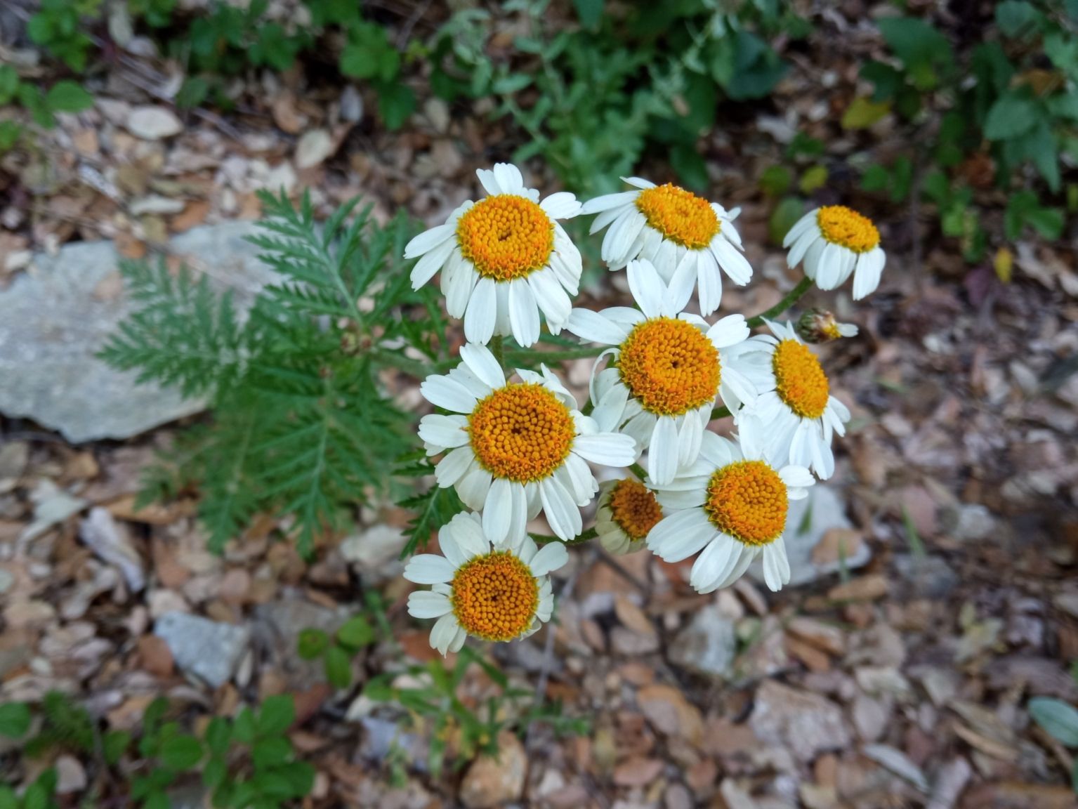 Tanacetum corymbosum