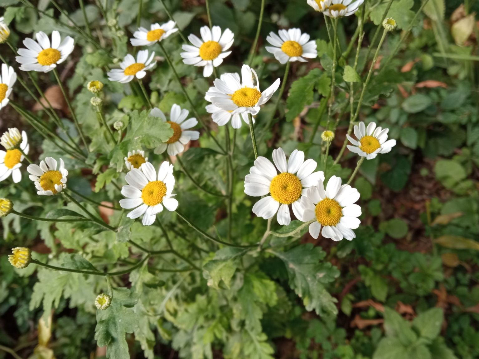 Tanacetum parthenium