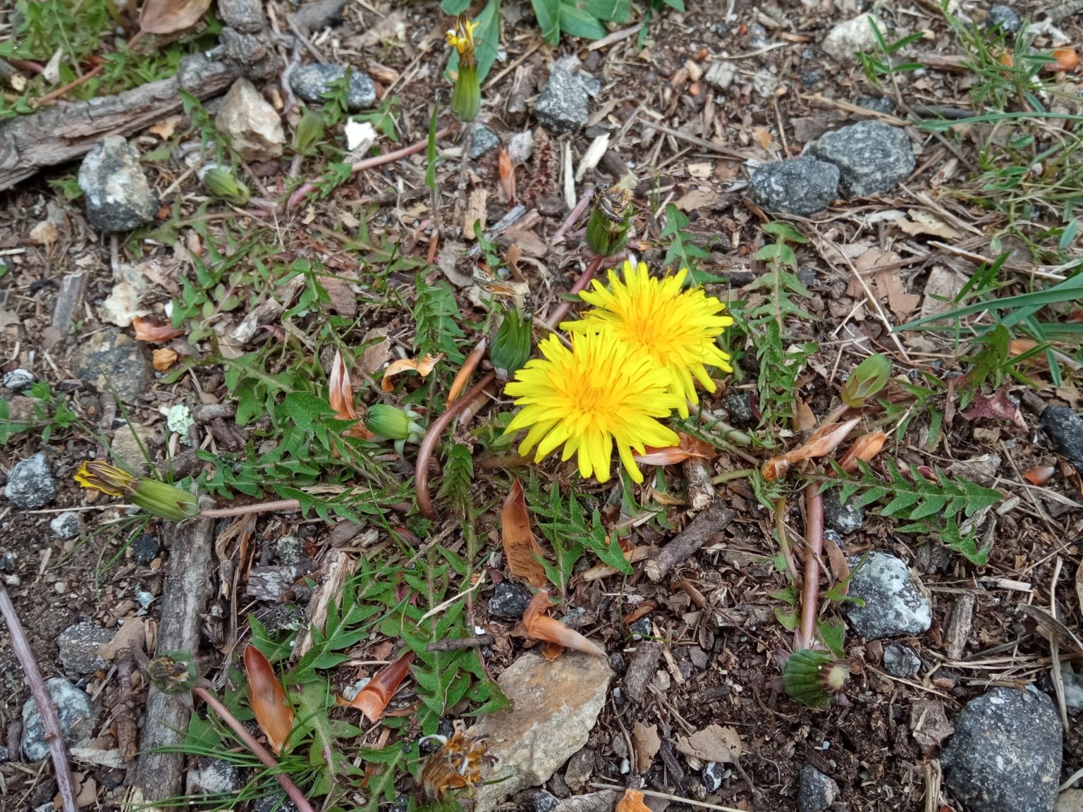 Taraxacum gasparrinii