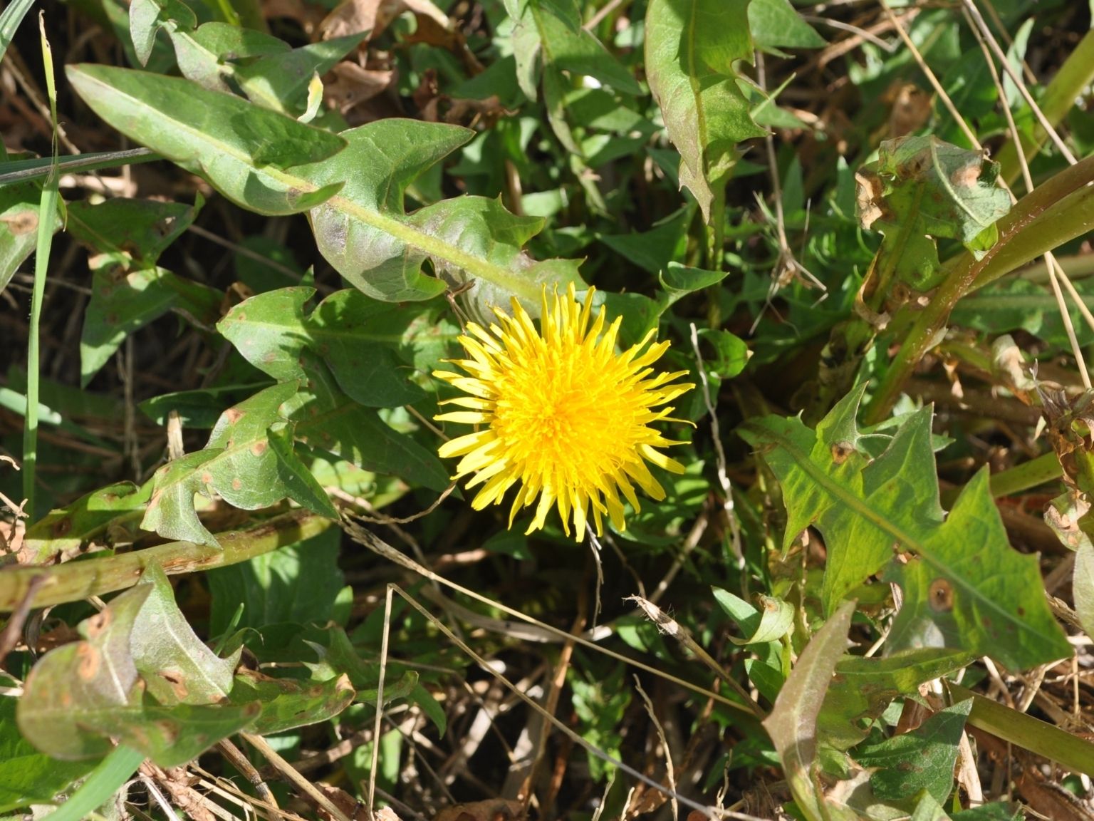 Taraxacum officinale