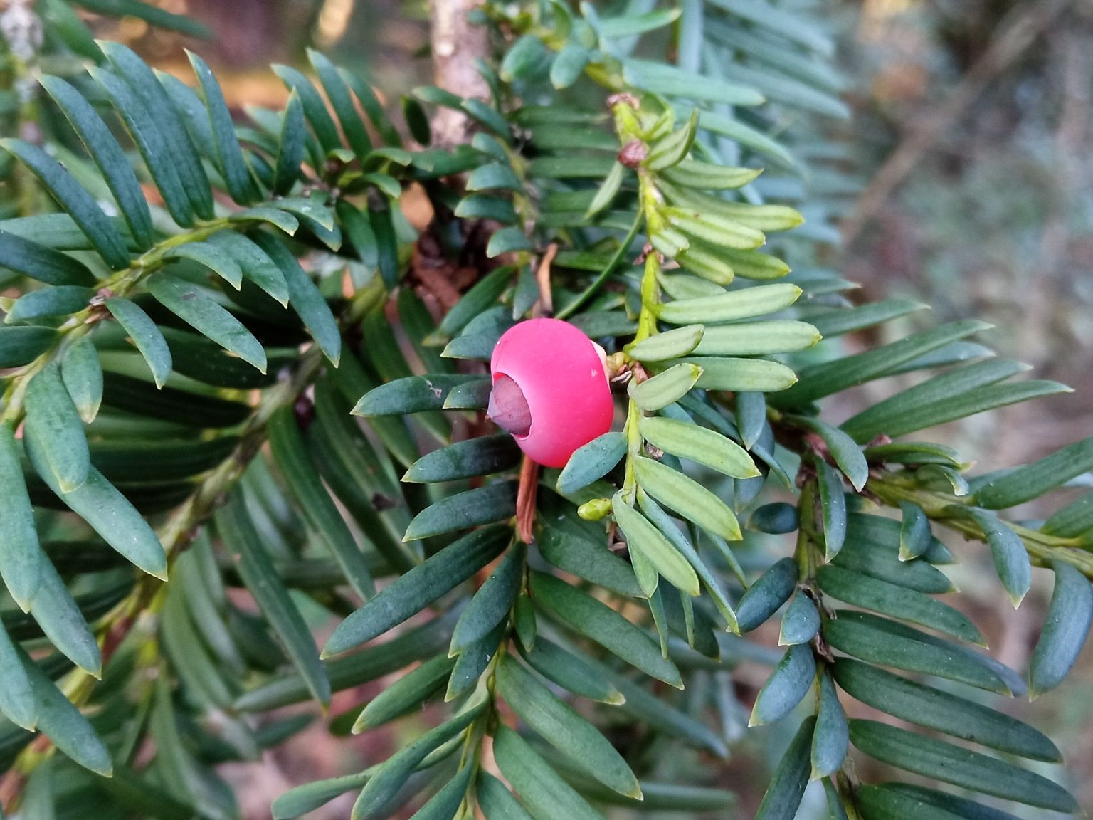 Taxus baccata