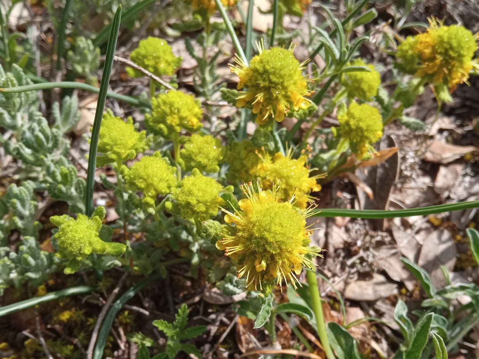 Teucrium aureum aureum