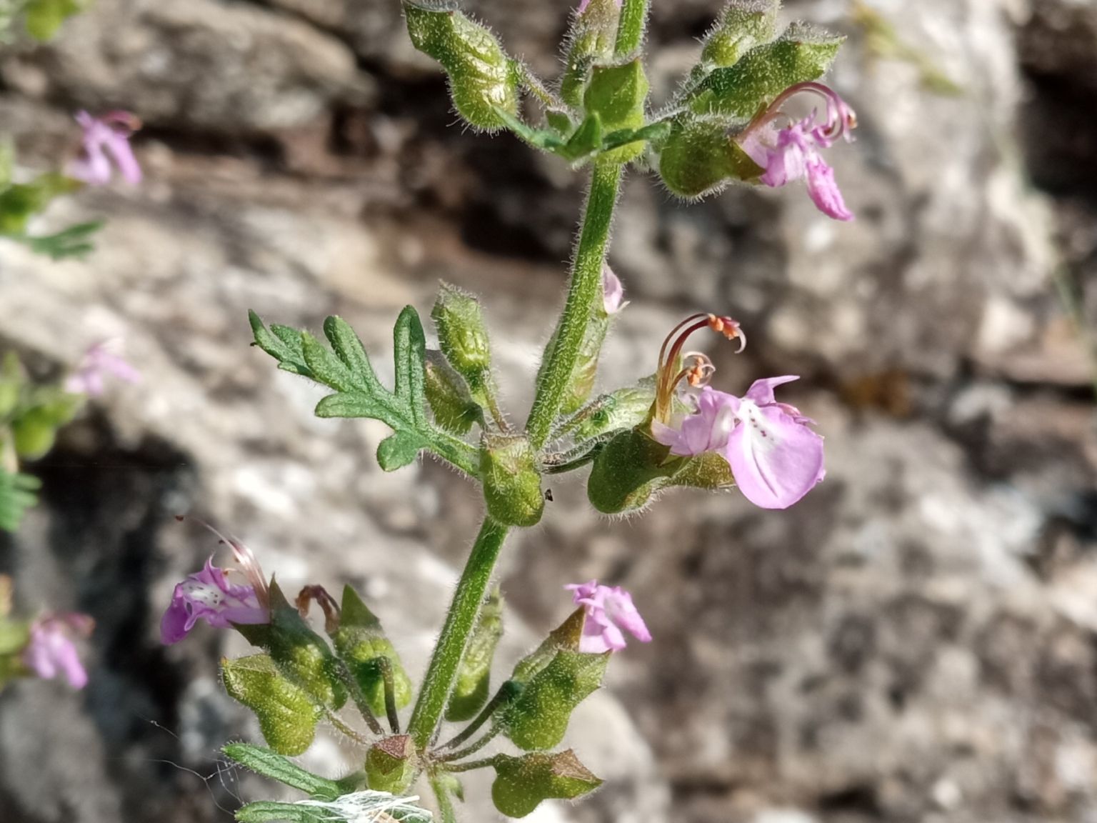 Teucrium botrys