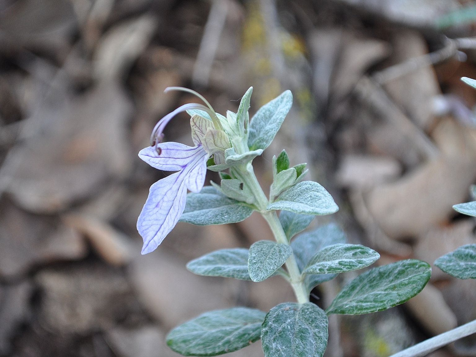 Teucrium fruticans