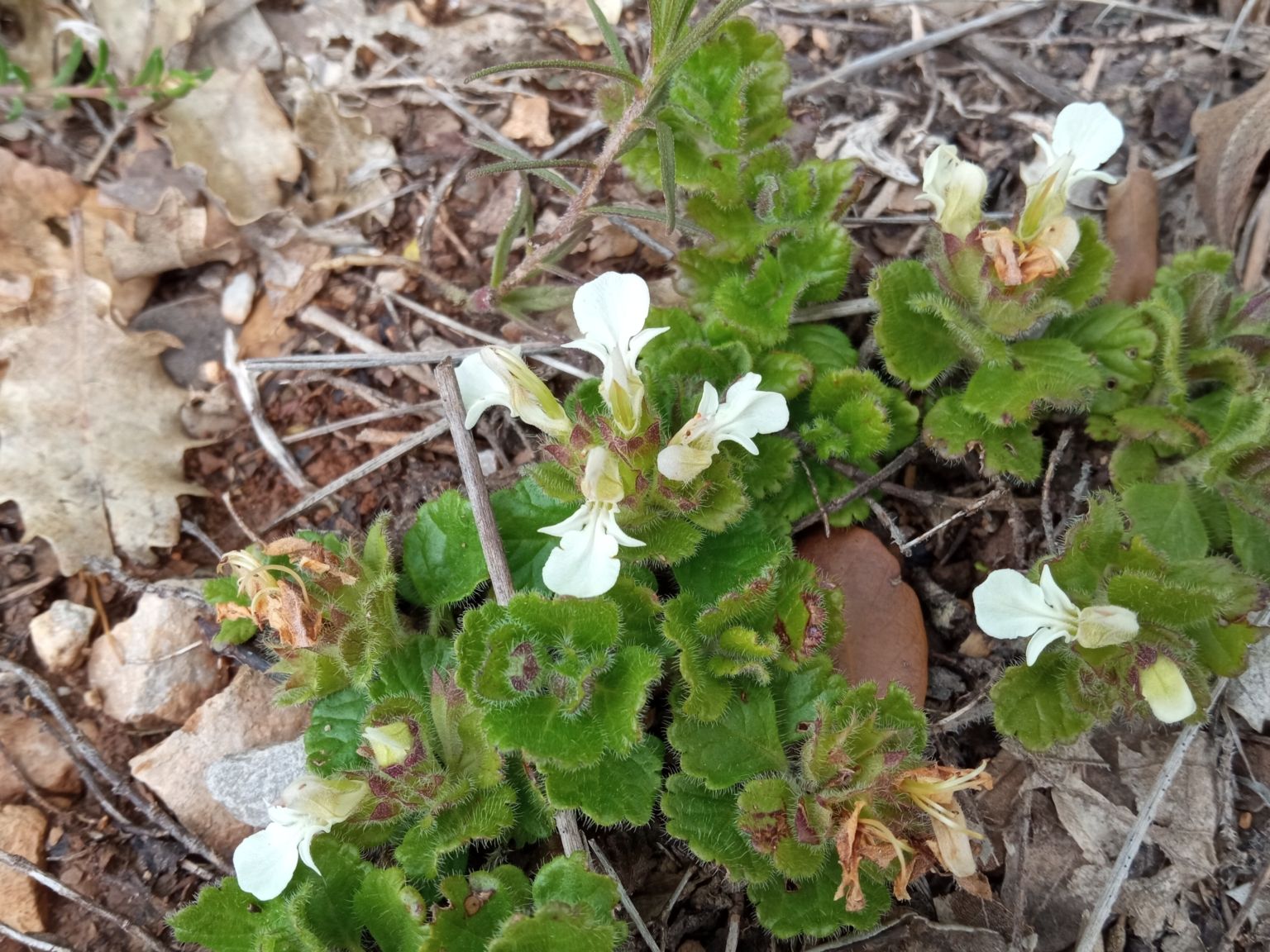 Teucrium pyrenaicum guarensis