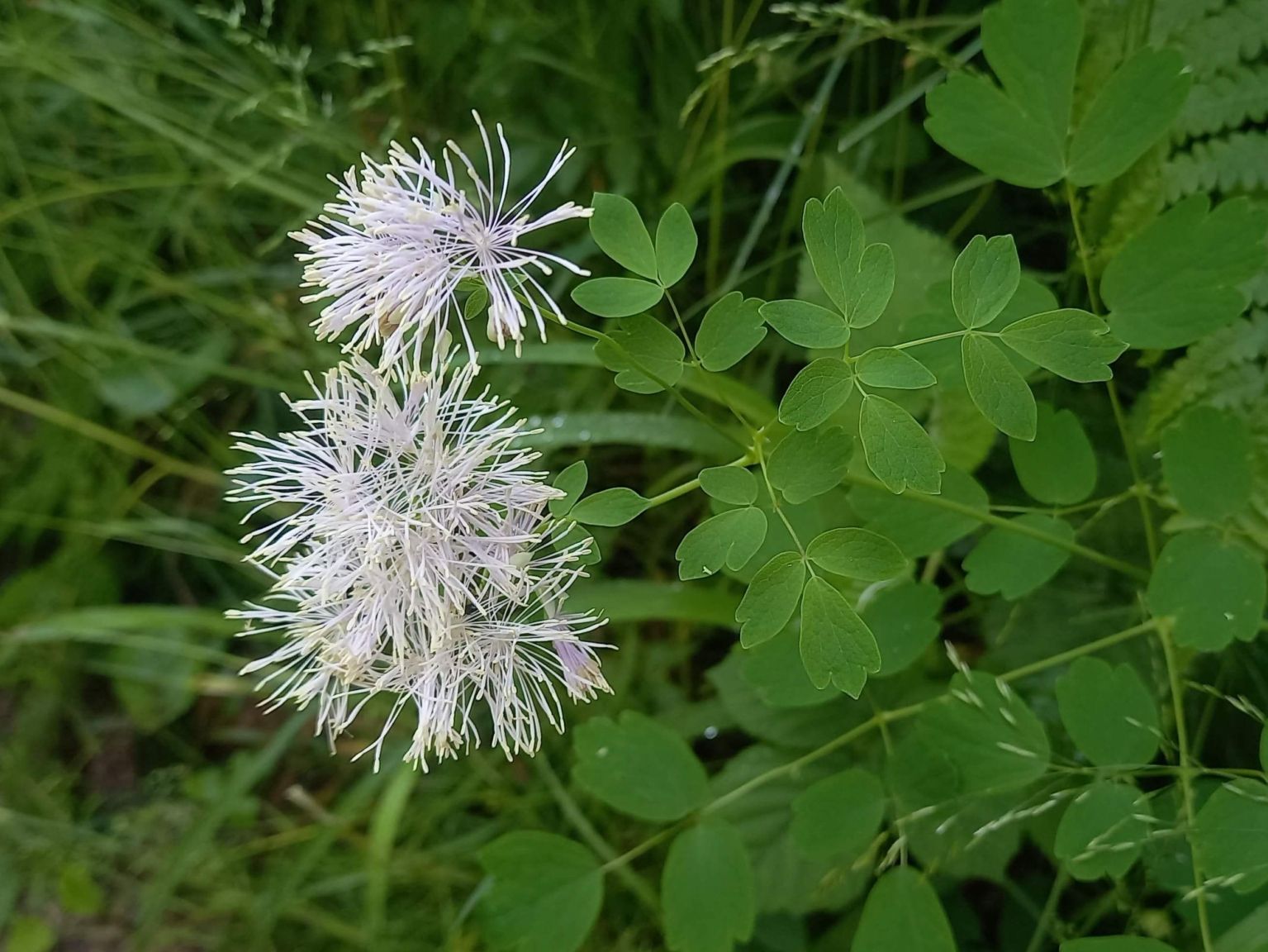 Thalictrum aquilegiifolium